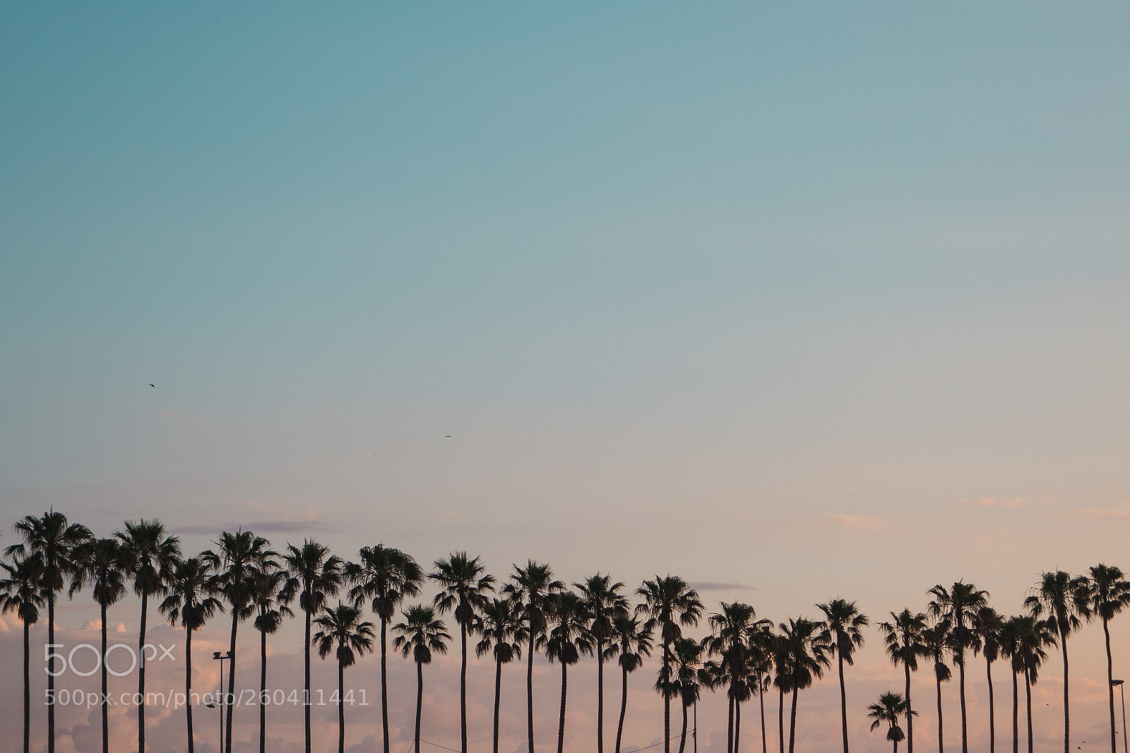 Sony Cyber-shot DSC-RX100 II sample photo. View of palms silhouettes photography