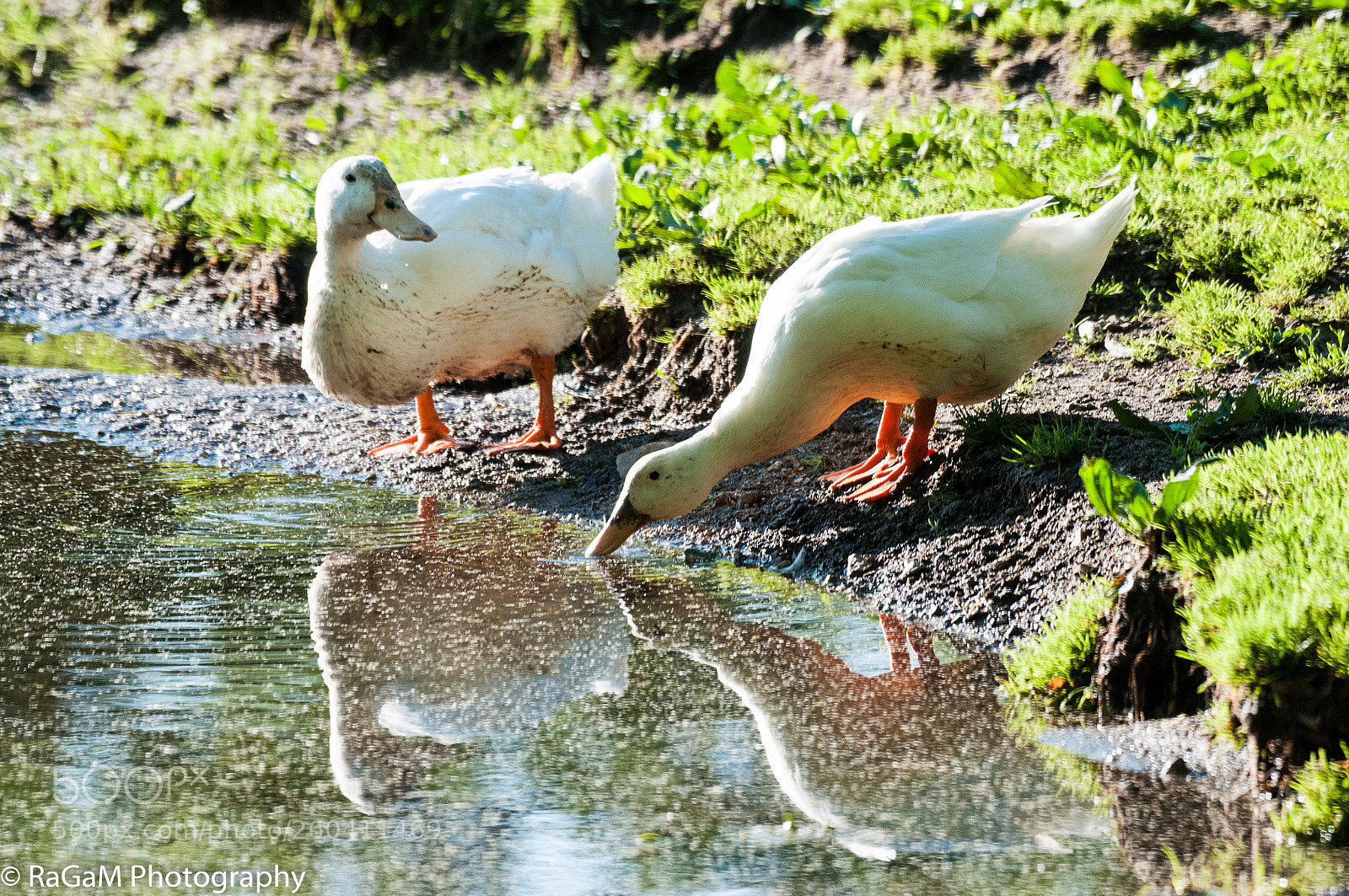 Nikon D300 sample photo. Pond talk photography