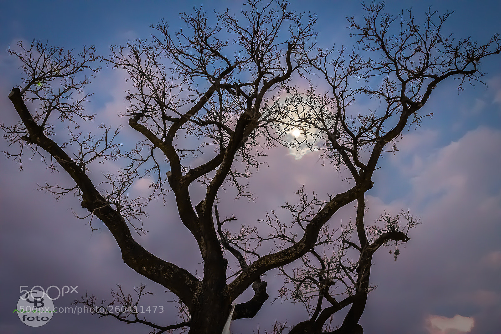 Canon EOS 1100D (EOS Rebel T3 / EOS Kiss X50) sample photo. Arbol tenebroso photography