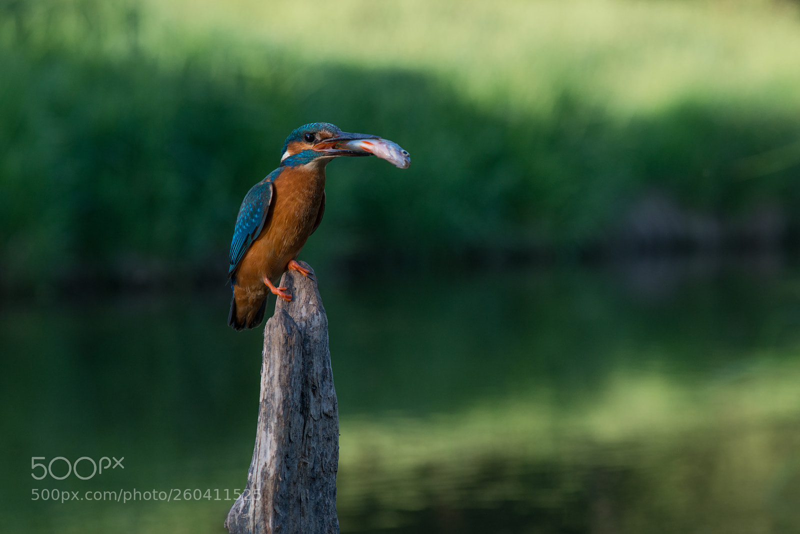 Nikon D800 sample photo. Bird photography