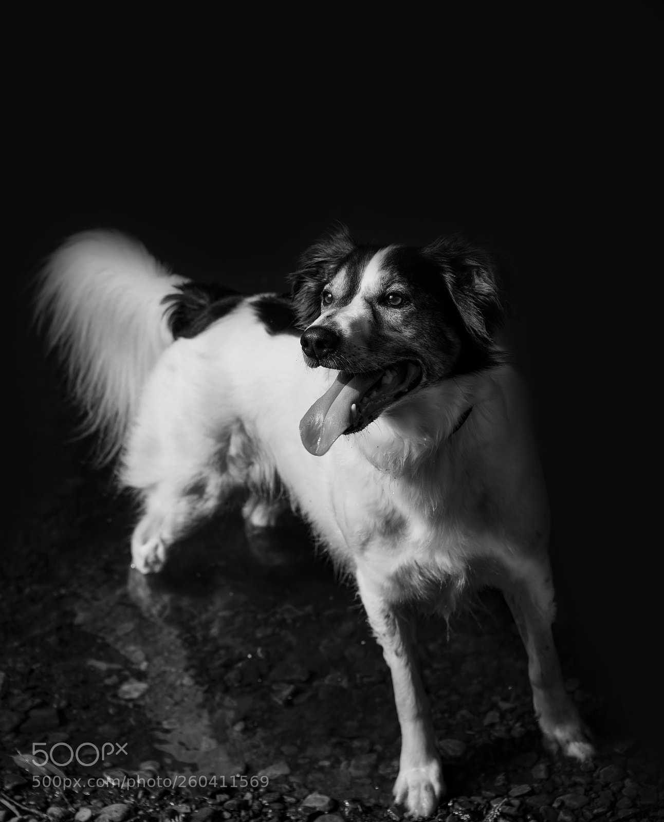 Nikon D850 sample photo. Happy dog photography