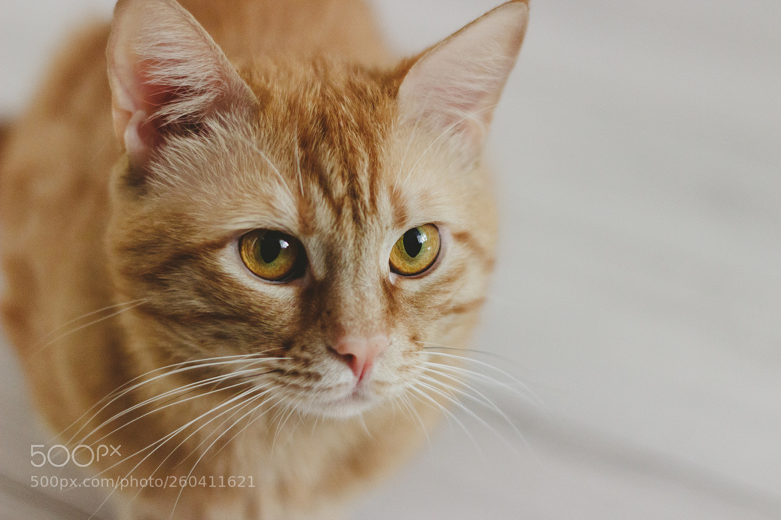 Canon EOS 100D (EOS Rebel SL1 / EOS Kiss X7) sample photo. Beautiful ginger cat photography