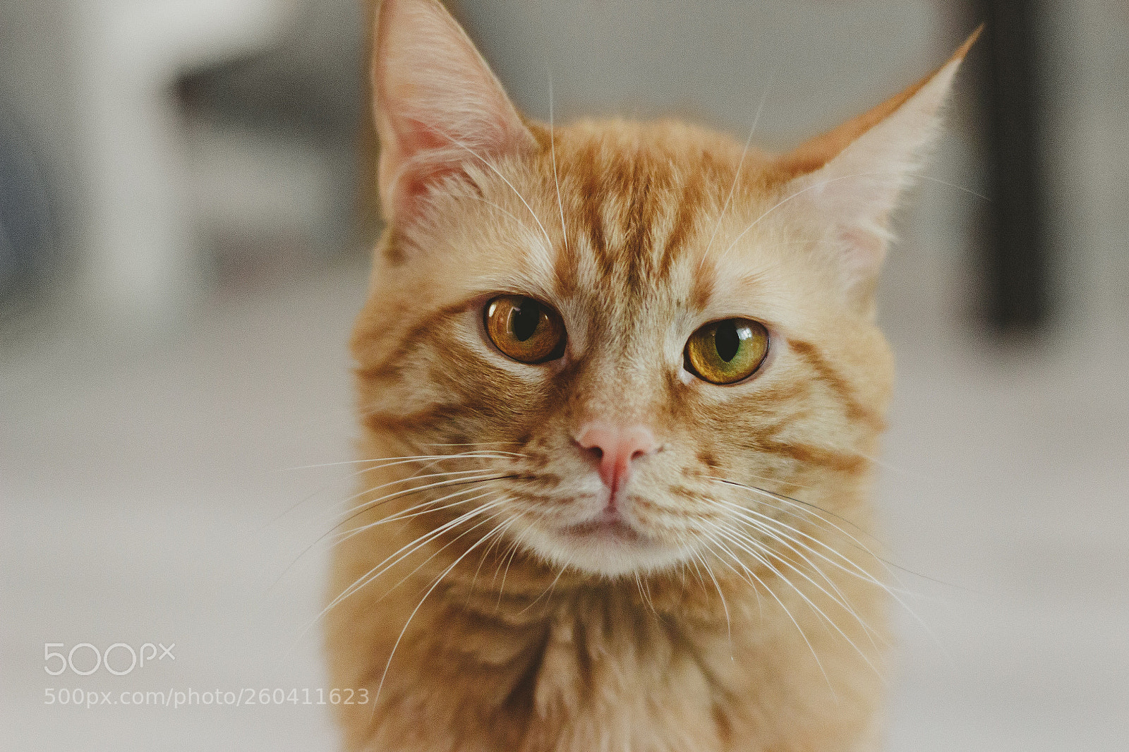 Canon EOS 100D (EOS Rebel SL1 / EOS Kiss X7) sample photo. Beautiful ginger cat photography