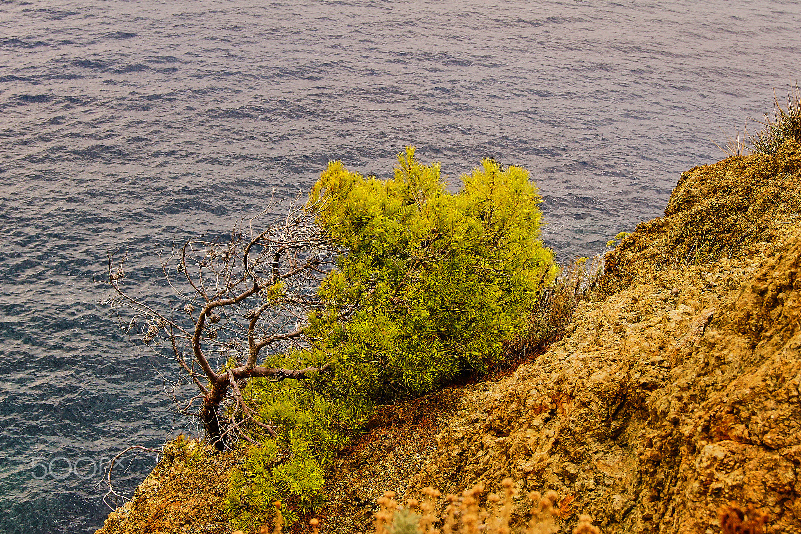 Sony Alpha DSLR-A500 sample photo. Bent by the wind photography