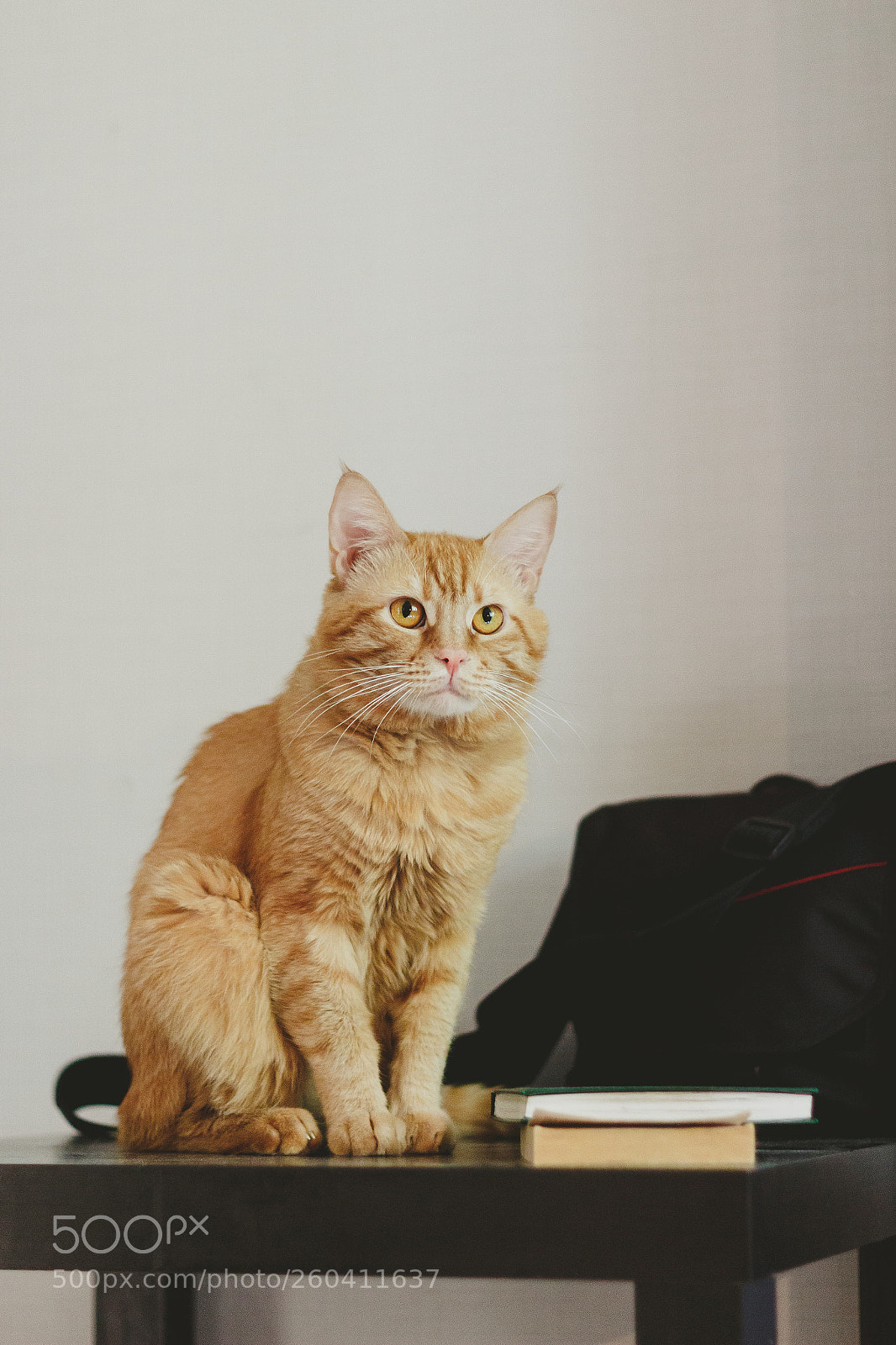Canon EOS 100D (EOS Rebel SL1 / EOS Kiss X7) sample photo. Beautiful ginger cat photography
