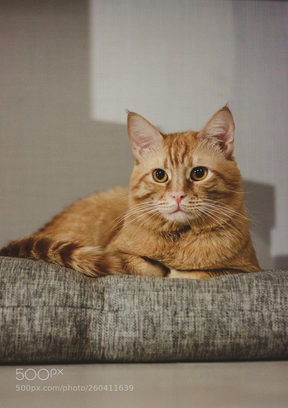 Canon EOS 500D (EOS Rebel T1i / EOS Kiss X3) sample photo. Beautiful ginger cat photography
