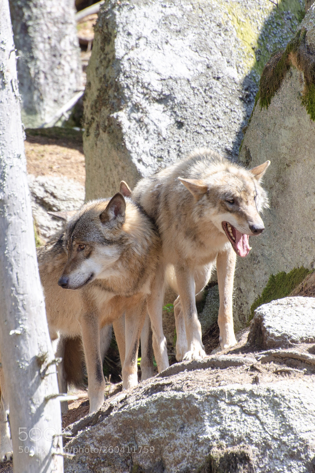 Nikon D7000 sample photo. Wolfs photography