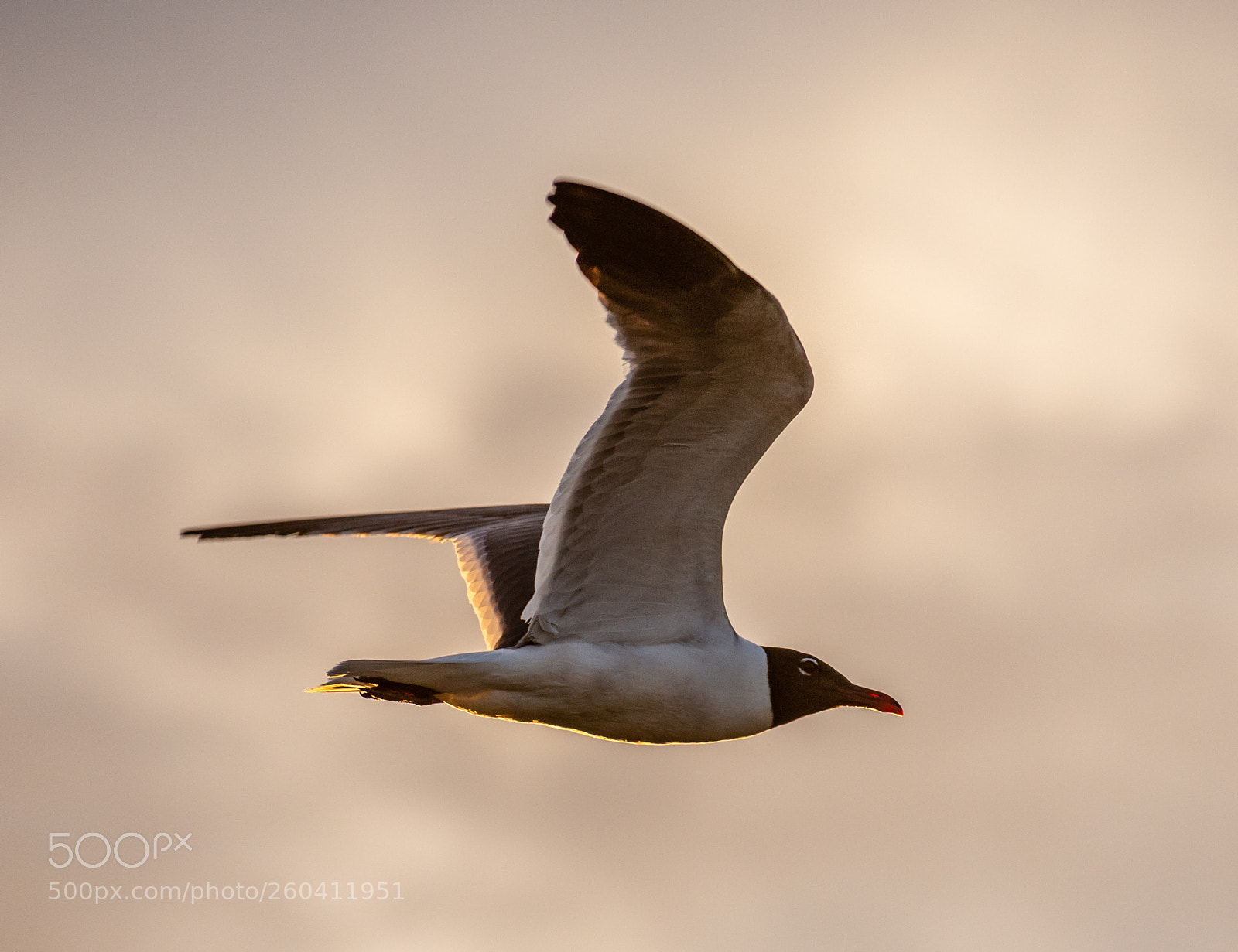 Nikon D7200 sample photo. Laughing gull photography