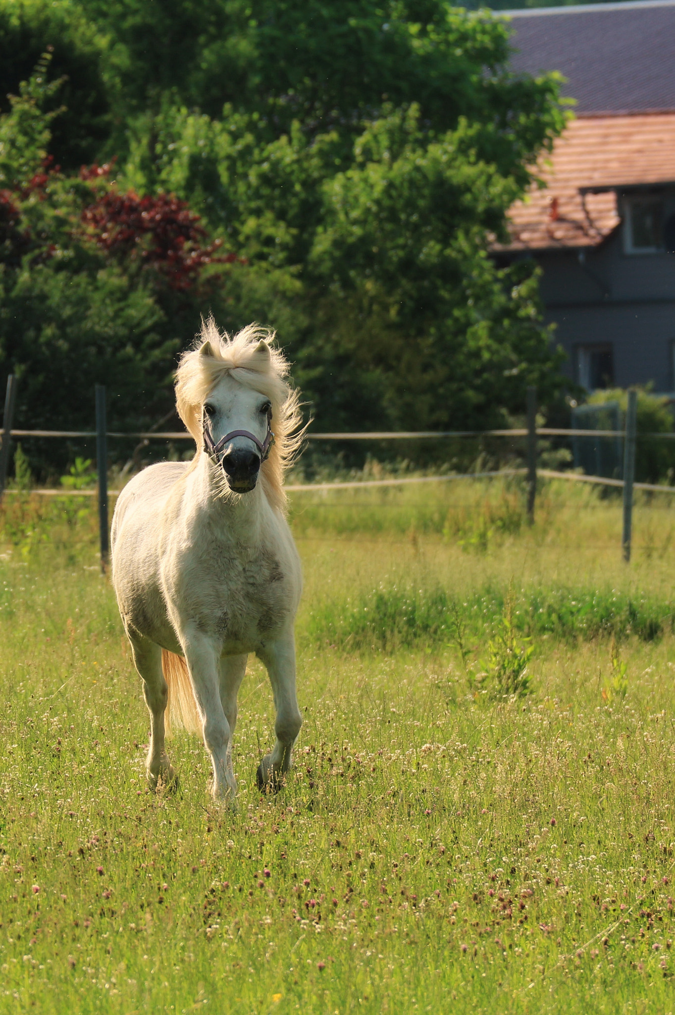 Canon EOS M10 sample photo. White horse photography