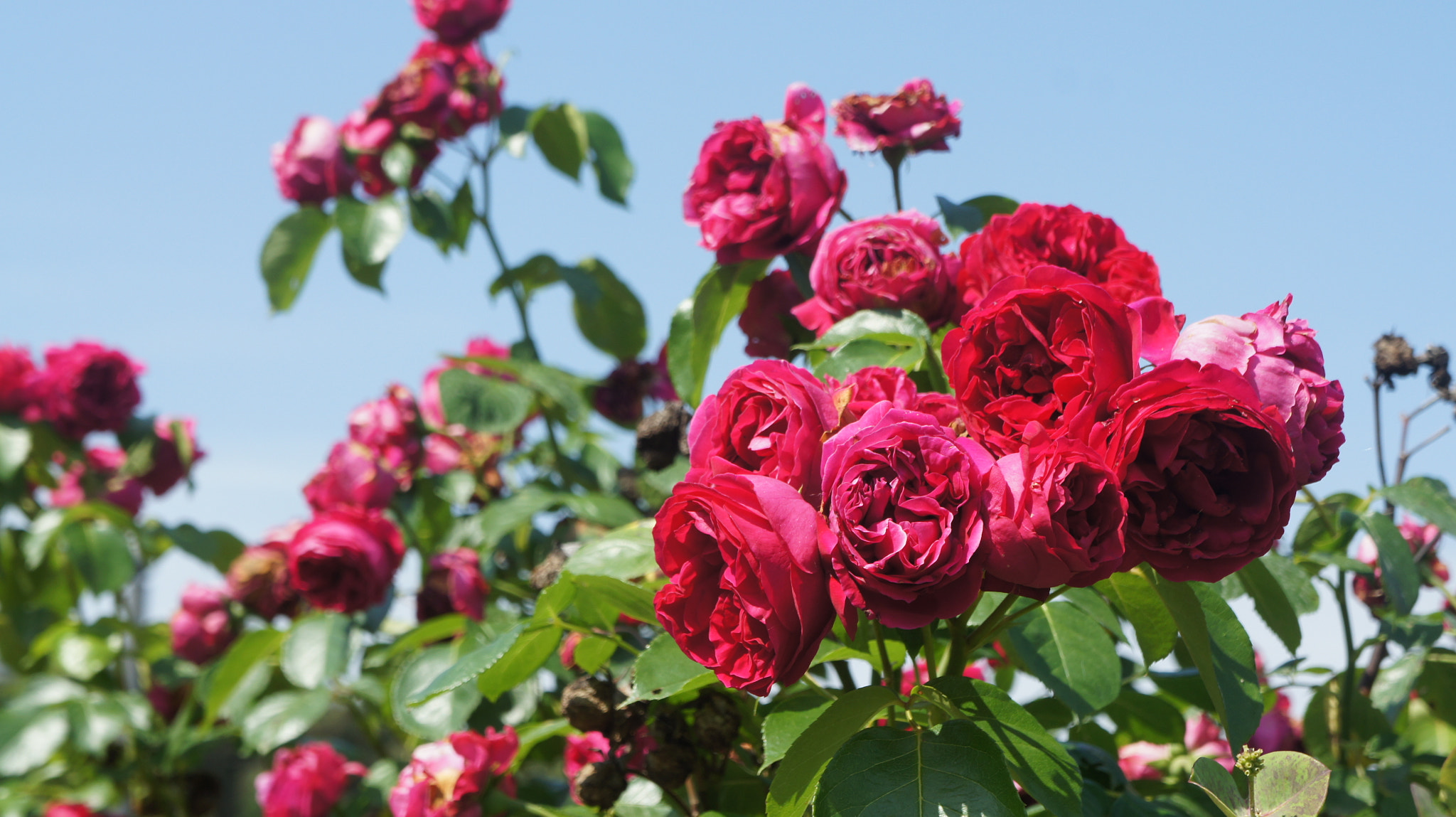 Sony E 18-55mm F3.5-5.6 OSS sample photo. Summer photography