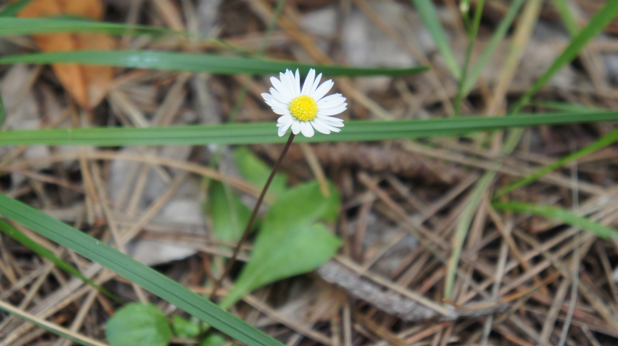 Sony Alpha NEX-5 sample photo. Summer photography