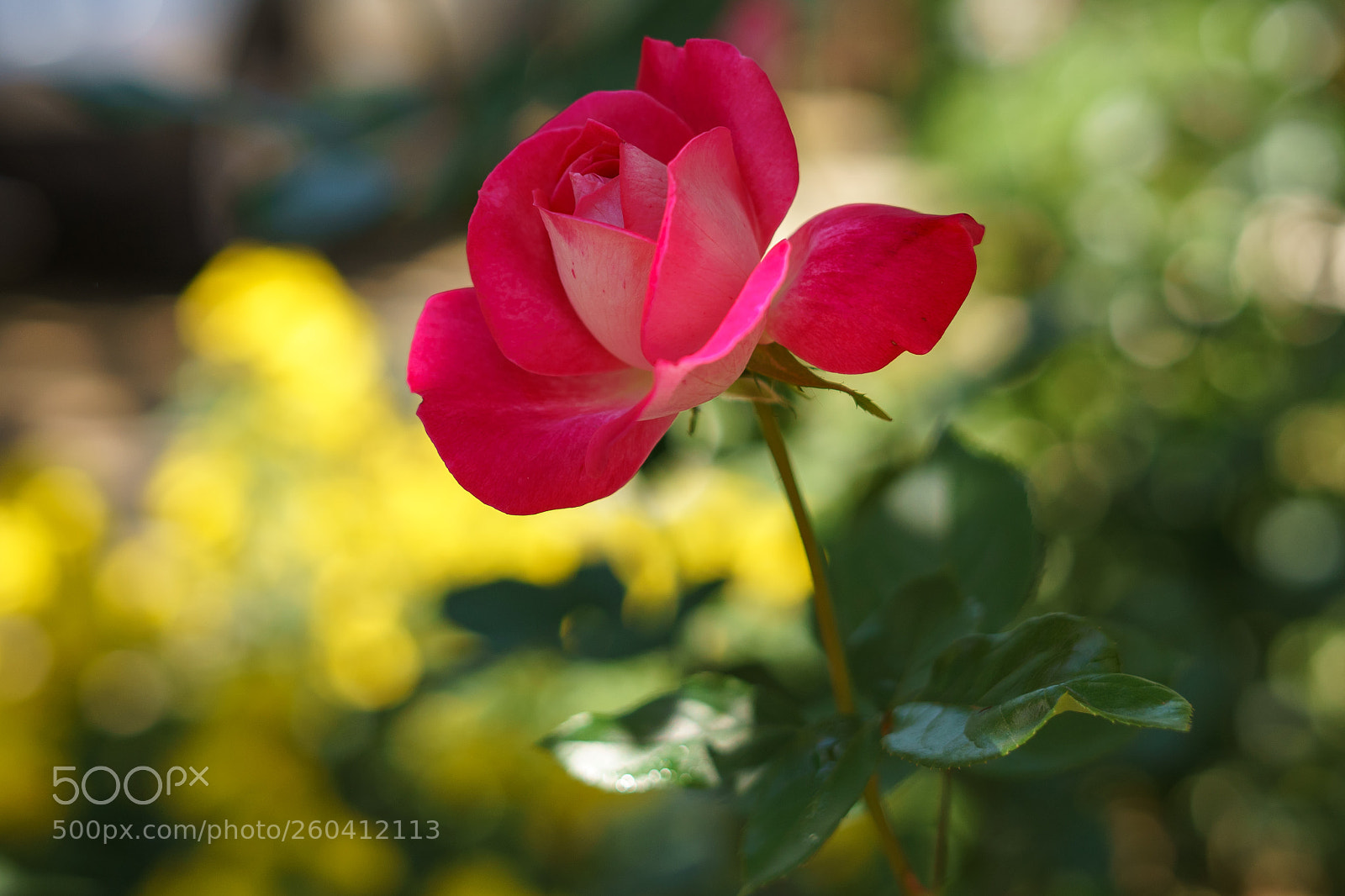 Sony a7 II sample photo. Dsc photography