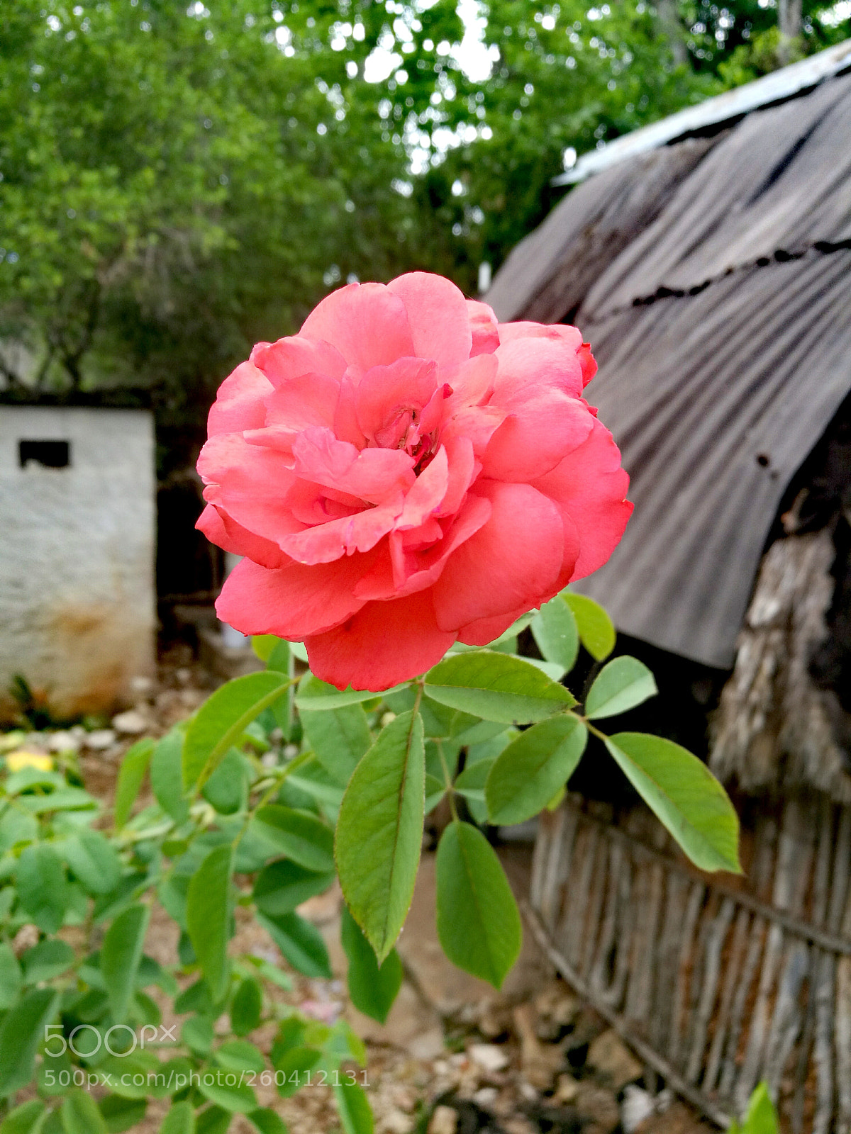 HUAWEI P9 sample photo. Red rose photography