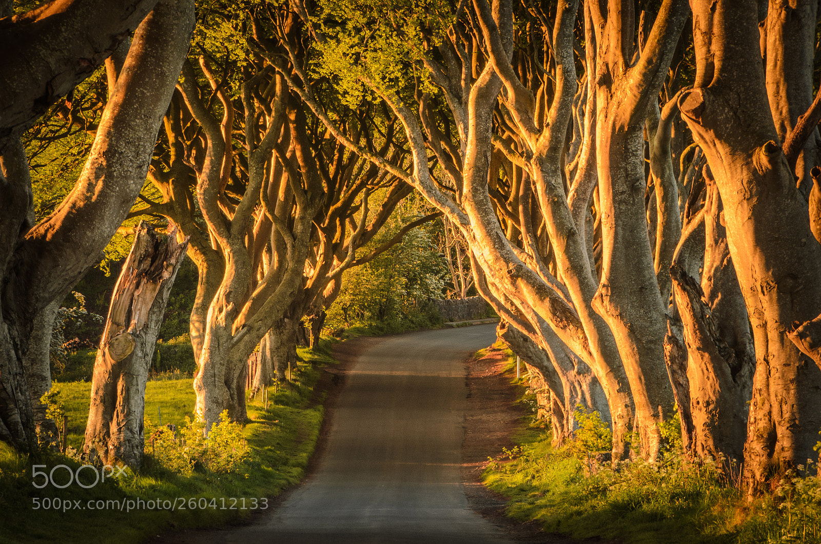 Nikon D5100 sample photo. The dark hedges in photography