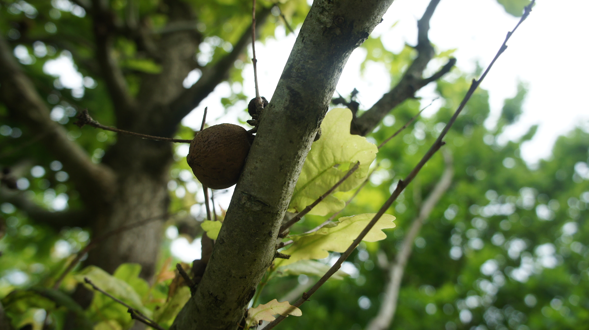 Sony Alpha NEX-5 sample photo. Summer+ photography