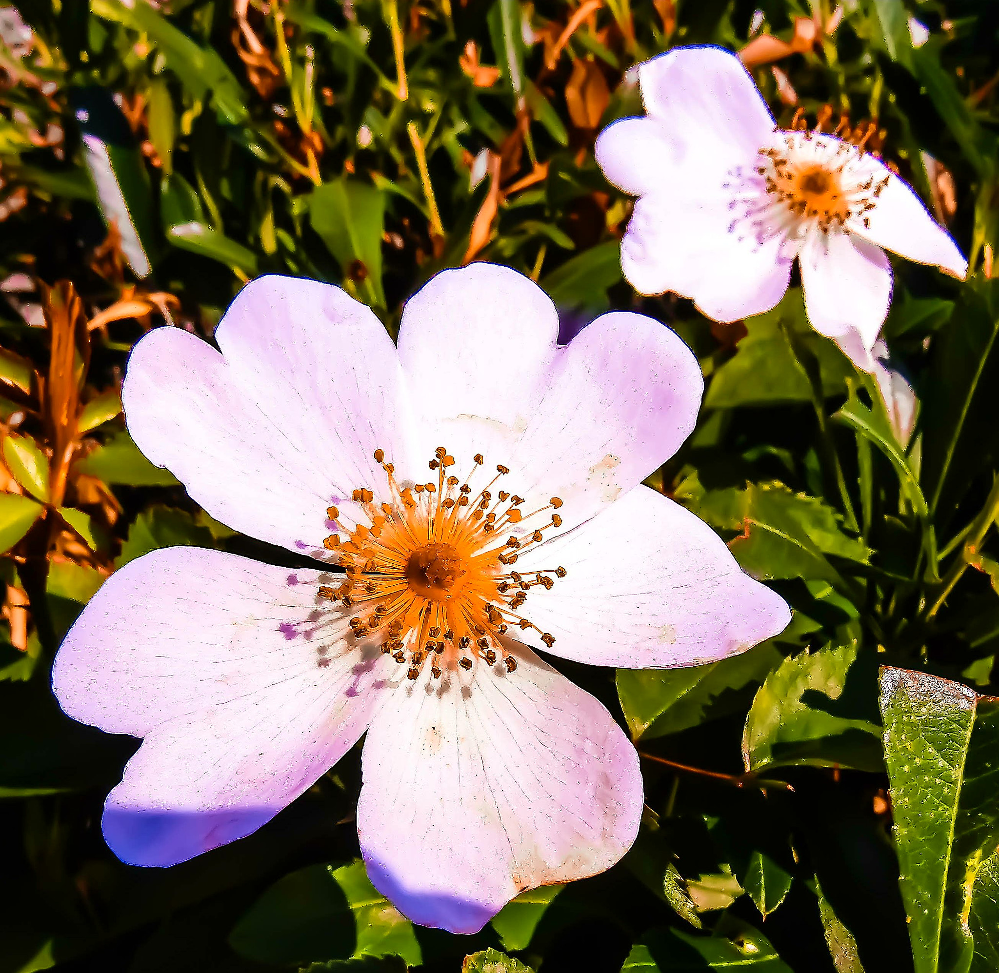 Canon PowerShot SX420 IS sample photo. Two flowers in the grass..morning photography