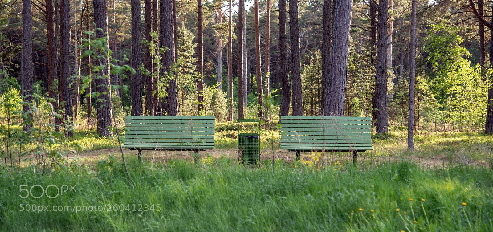 Nikon D750 sample photo. Green benches photography