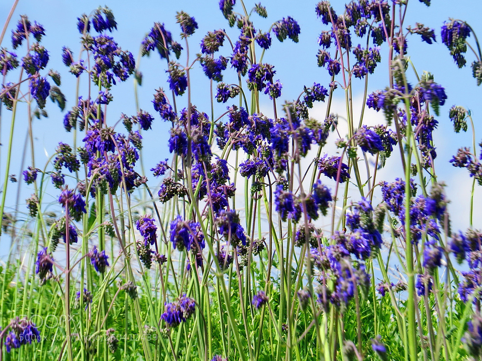 Canon PowerShot SX50 HS sample photo. Purple swarm. photography