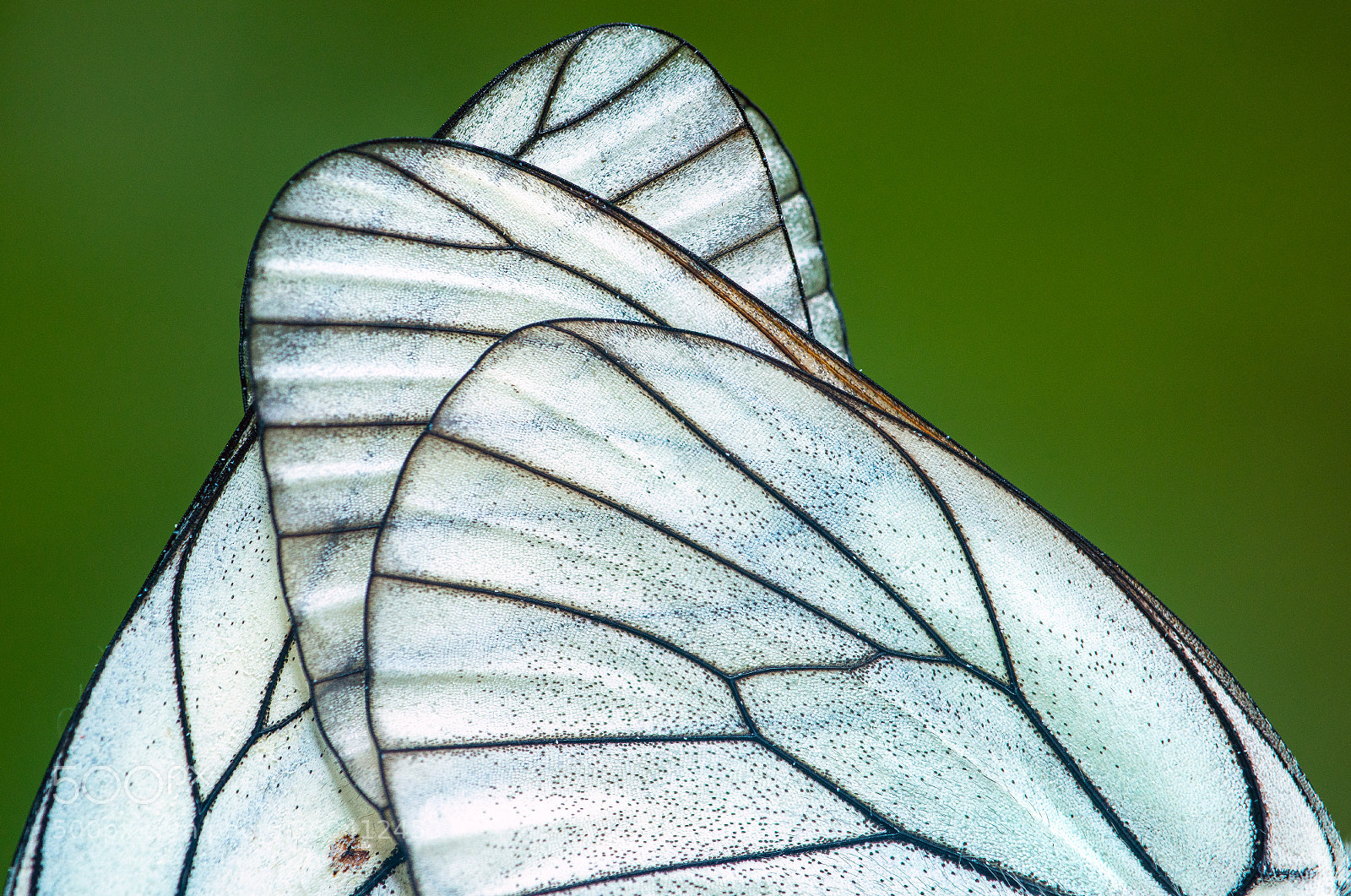 Nikon D800 sample photo. Schmetterling photography