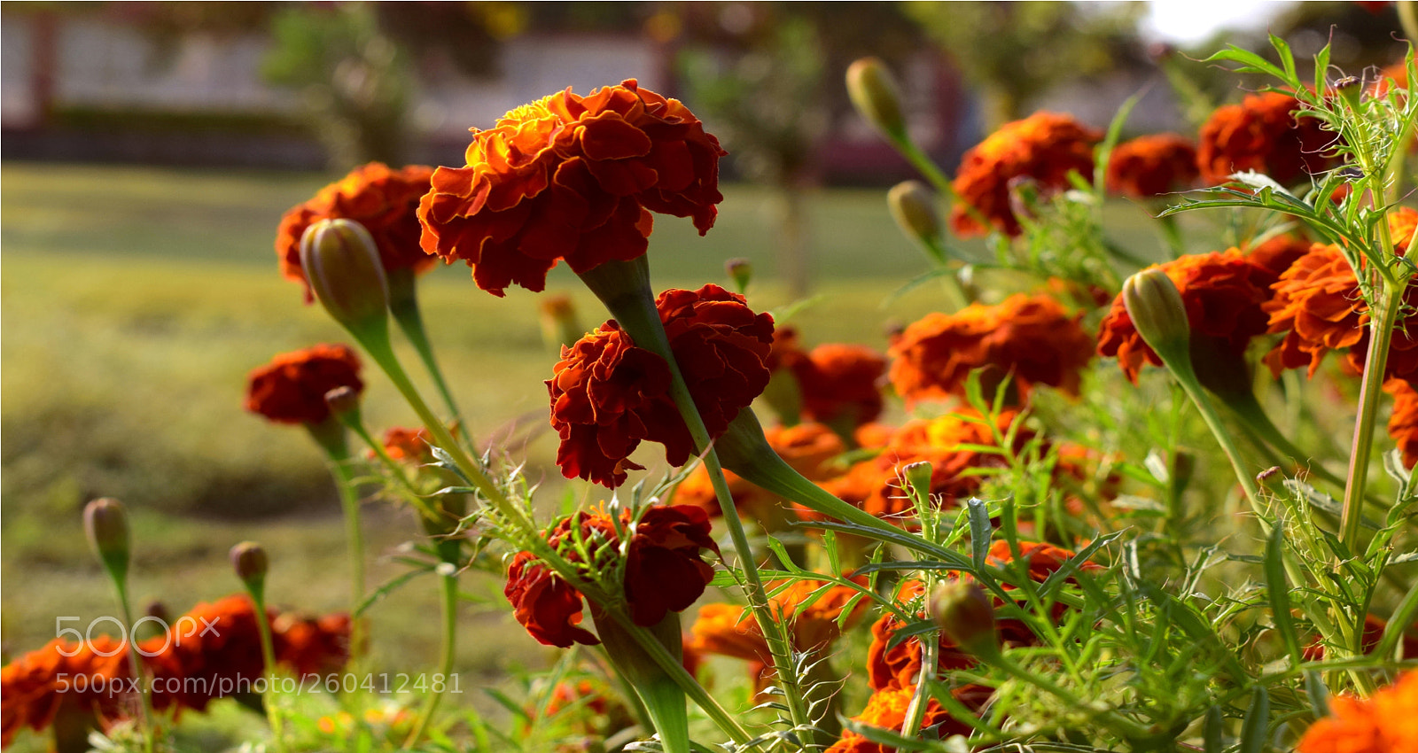 Nikon D5300 sample photo. Flowers with natures photography