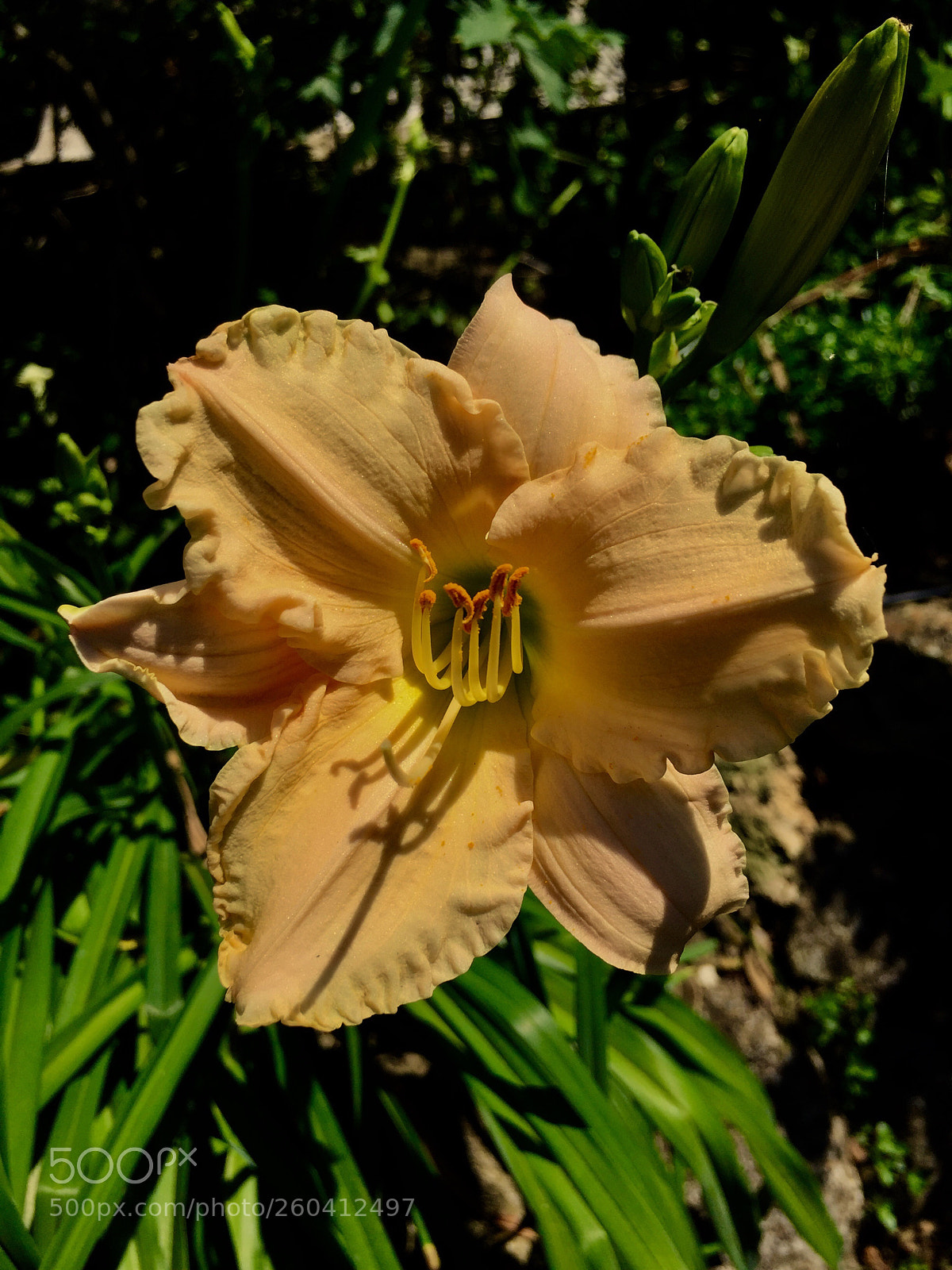 Apple iPhone 6 sample photo. Untitled photography