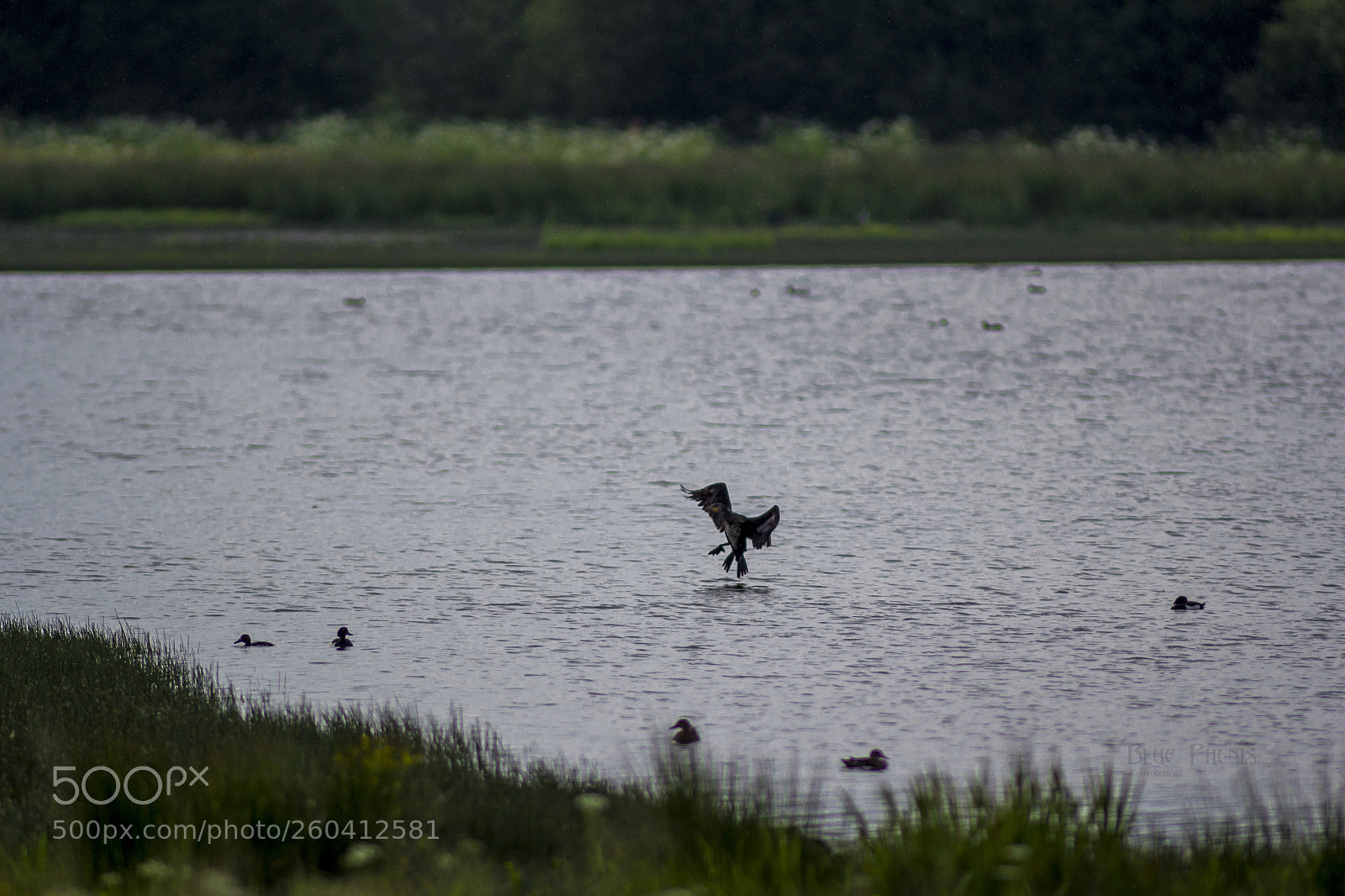 Canon EOS 550D (EOS Rebel T2i / EOS Kiss X4) sample photo. Great cormorant photography