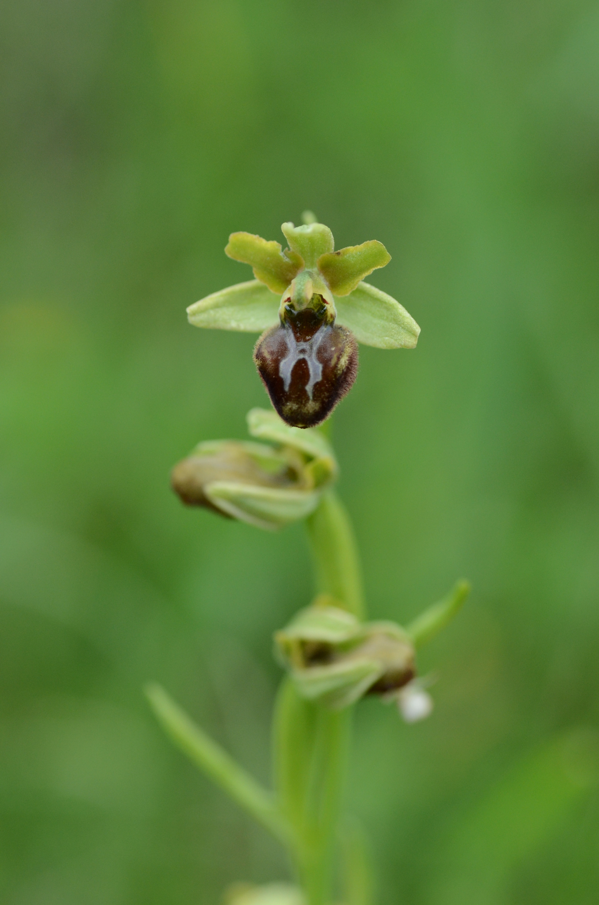 Nikon D7000 sample photo. Ophrys sphegodes photography