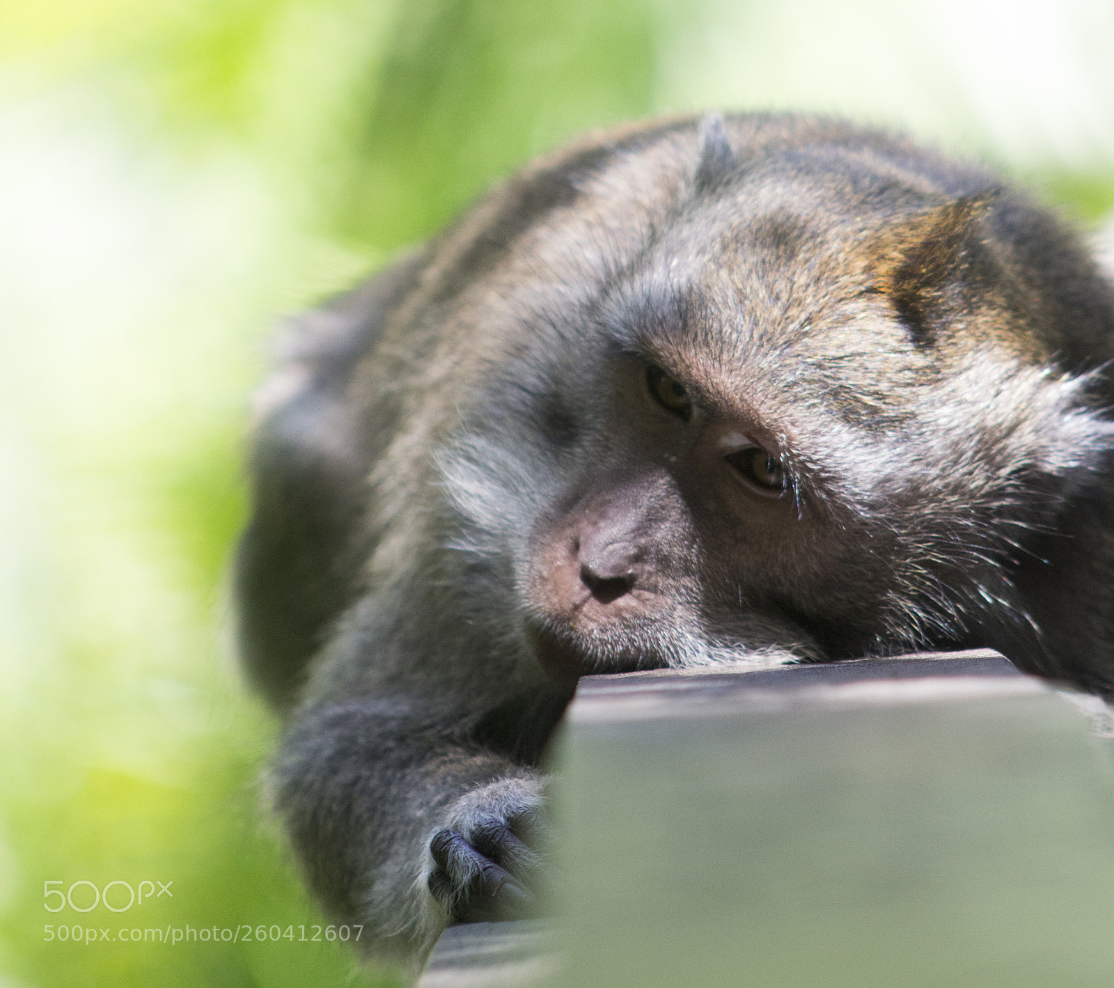 Canon EOS 700D (EOS Rebel T5i / EOS Kiss X7i) sample photo. Soko mukanya monkey photography