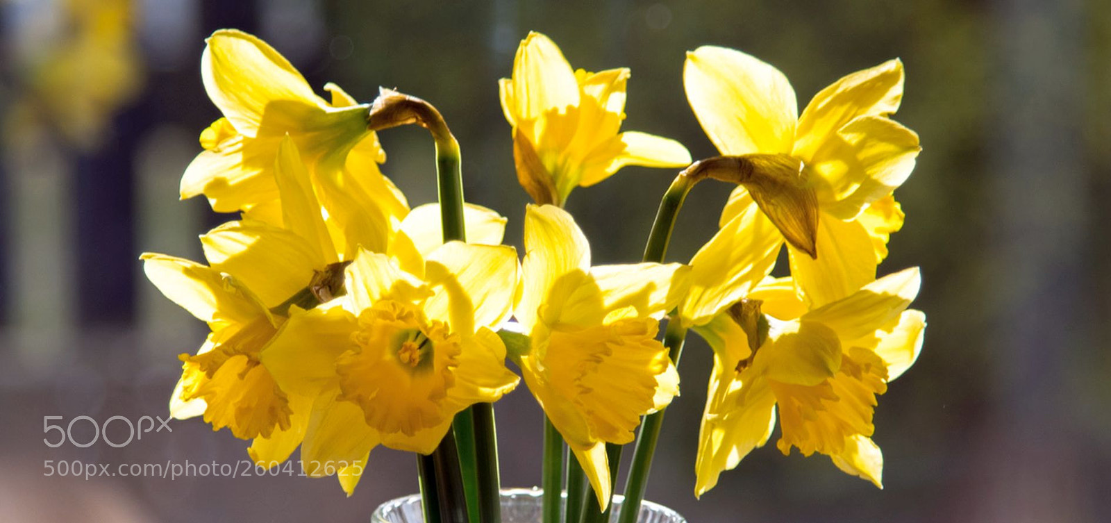 Nikon D750 sample photo. Yellow ´s photography