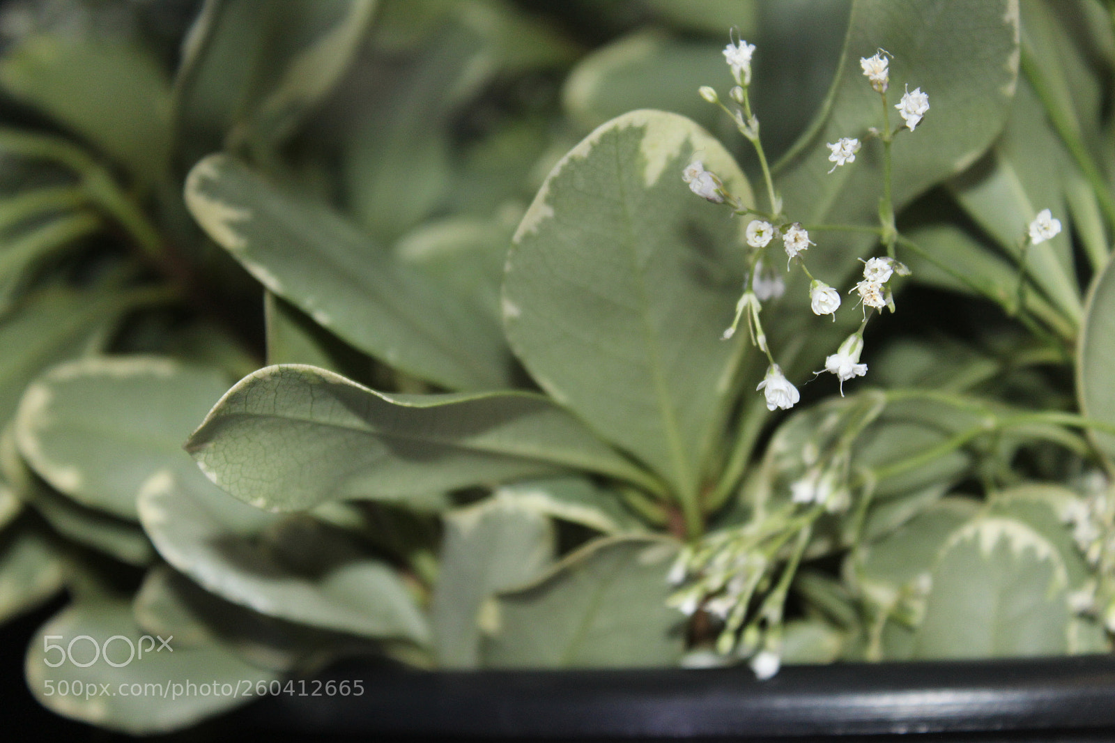 Canon EOS 1200D (EOS Rebel T5 / EOS Kiss X70 / EOS Hi) sample photo. Img photography