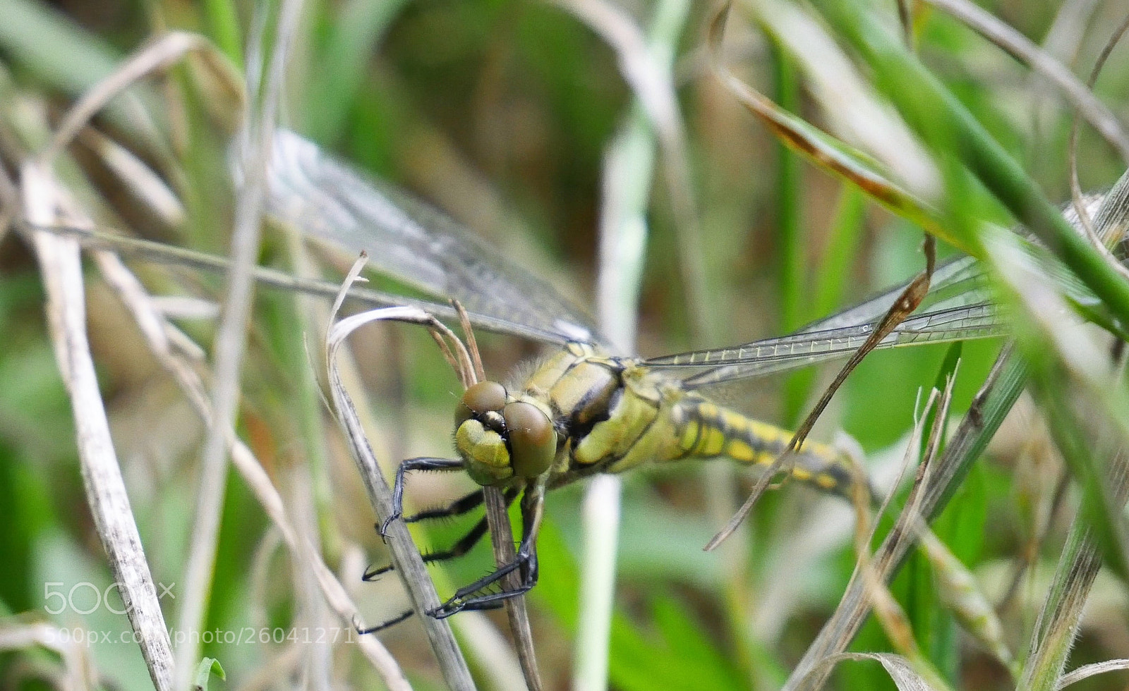 Panasonic Lumix DMC-GX8 sample photo. Smiling damselfly photography