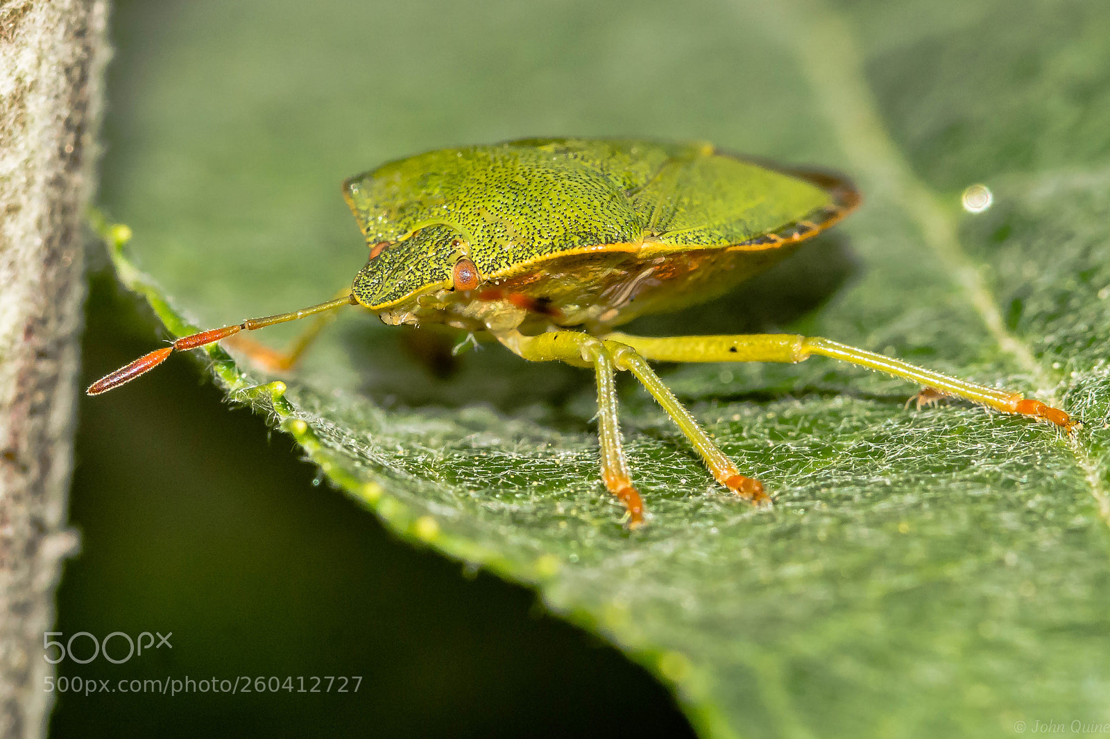 Sony SLT-A77 sample photo. Palomena prasina common green photography