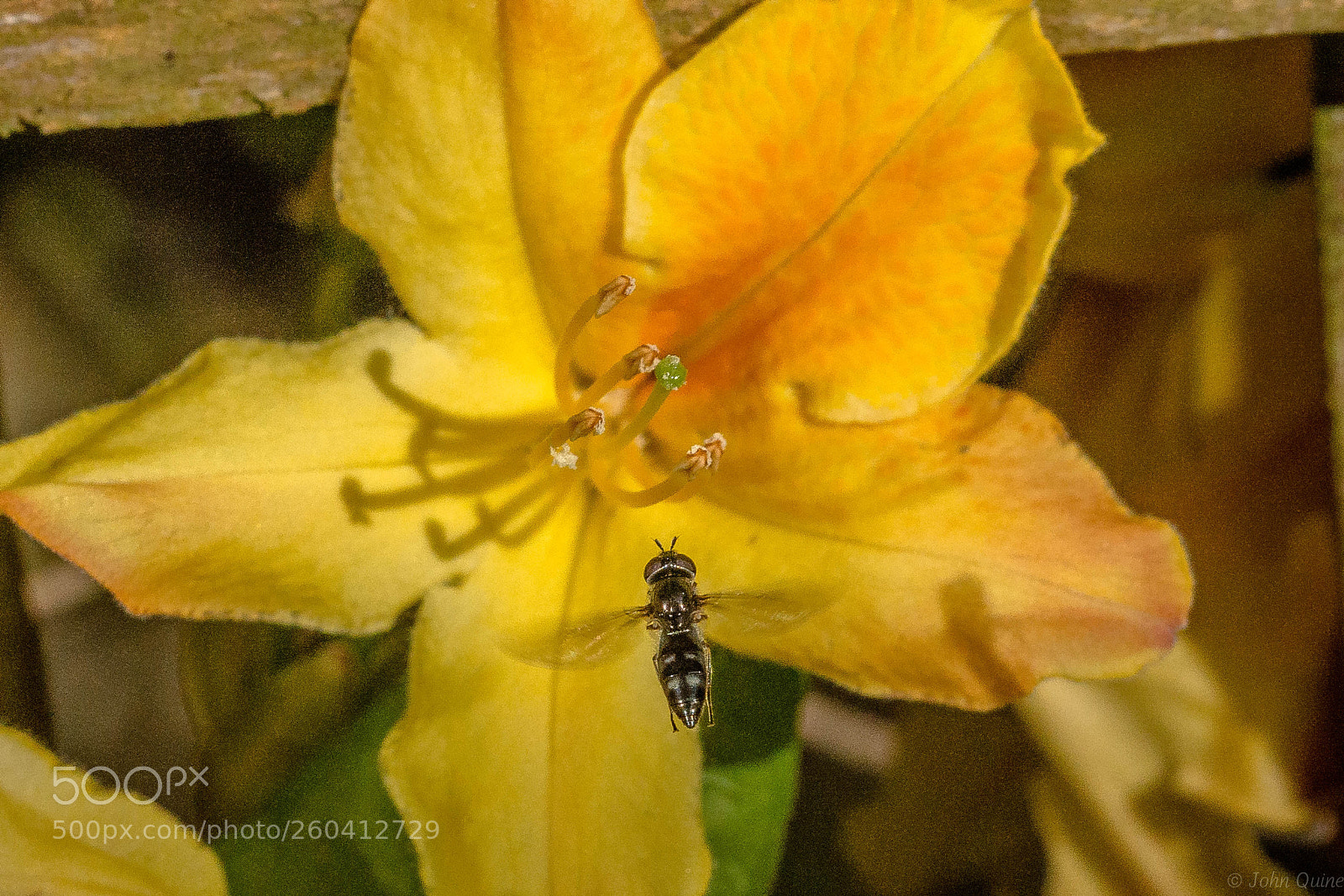 Sony SLT-A77 sample photo. Hoverfly on approach photography