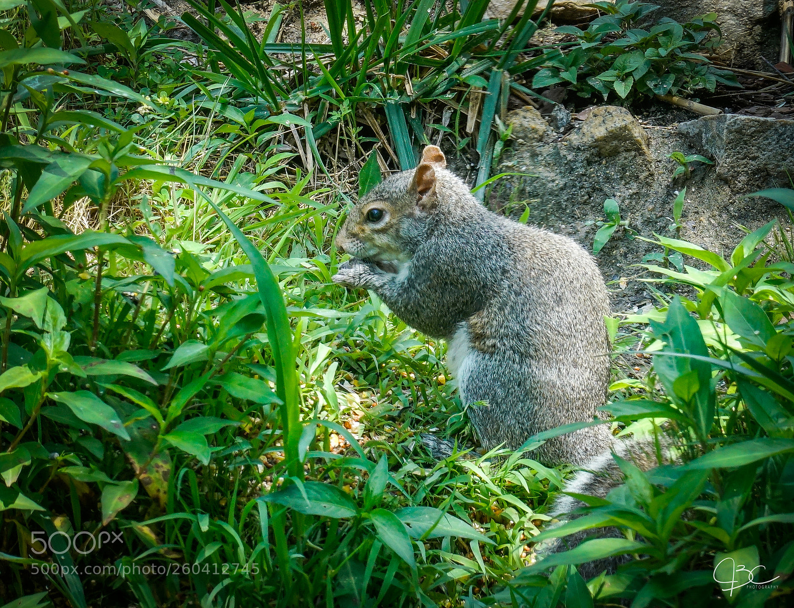 Sony a7R II sample photo. Gray squirrel photography