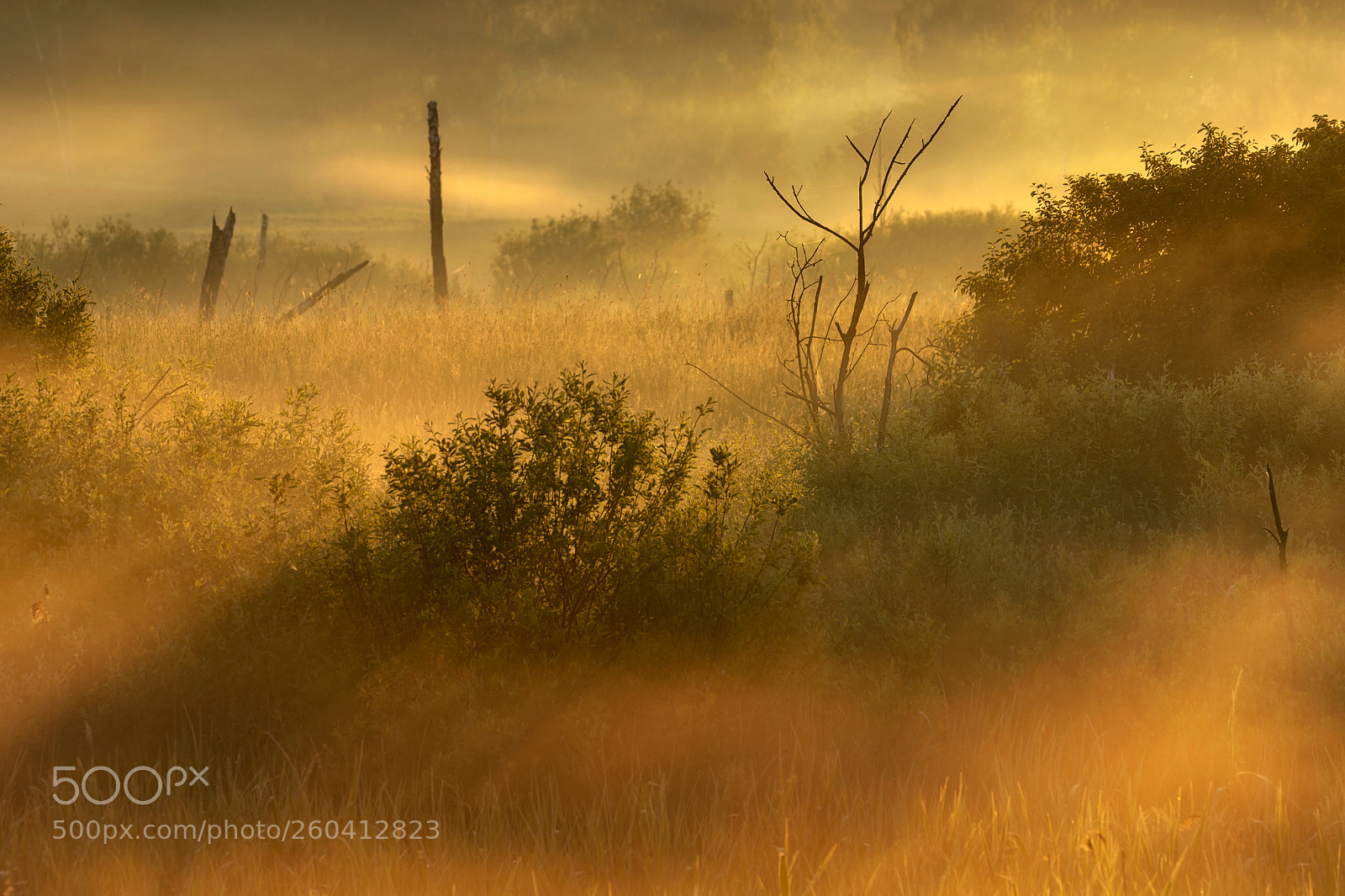 Canon EOS 5D Mark IV sample photo. Lost in the fog photography