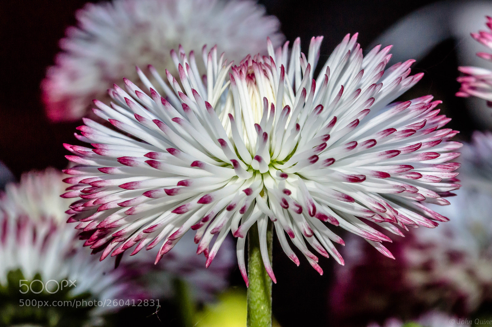 Sony SLT-A77 sample photo. Flower head photography