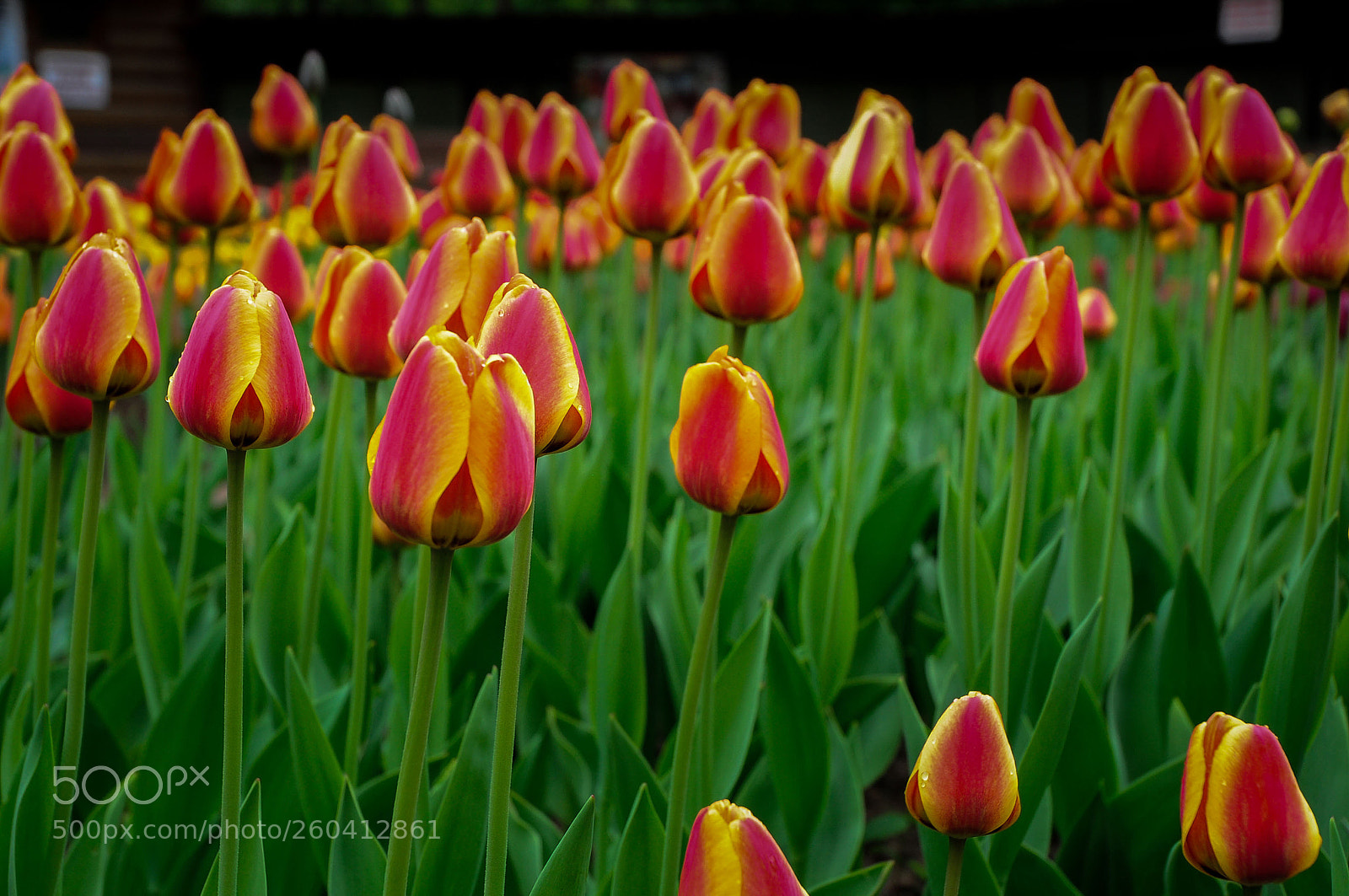 Nikon D5000 sample photo. Tulips photography