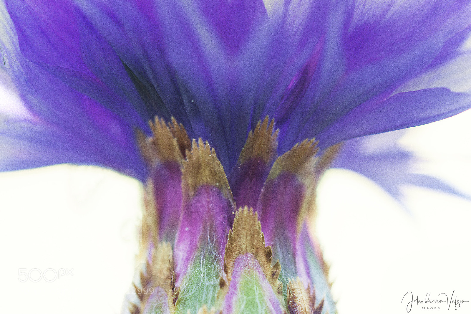 Olympus OM-D E-M10 sample photo. Colorful cornflower photography