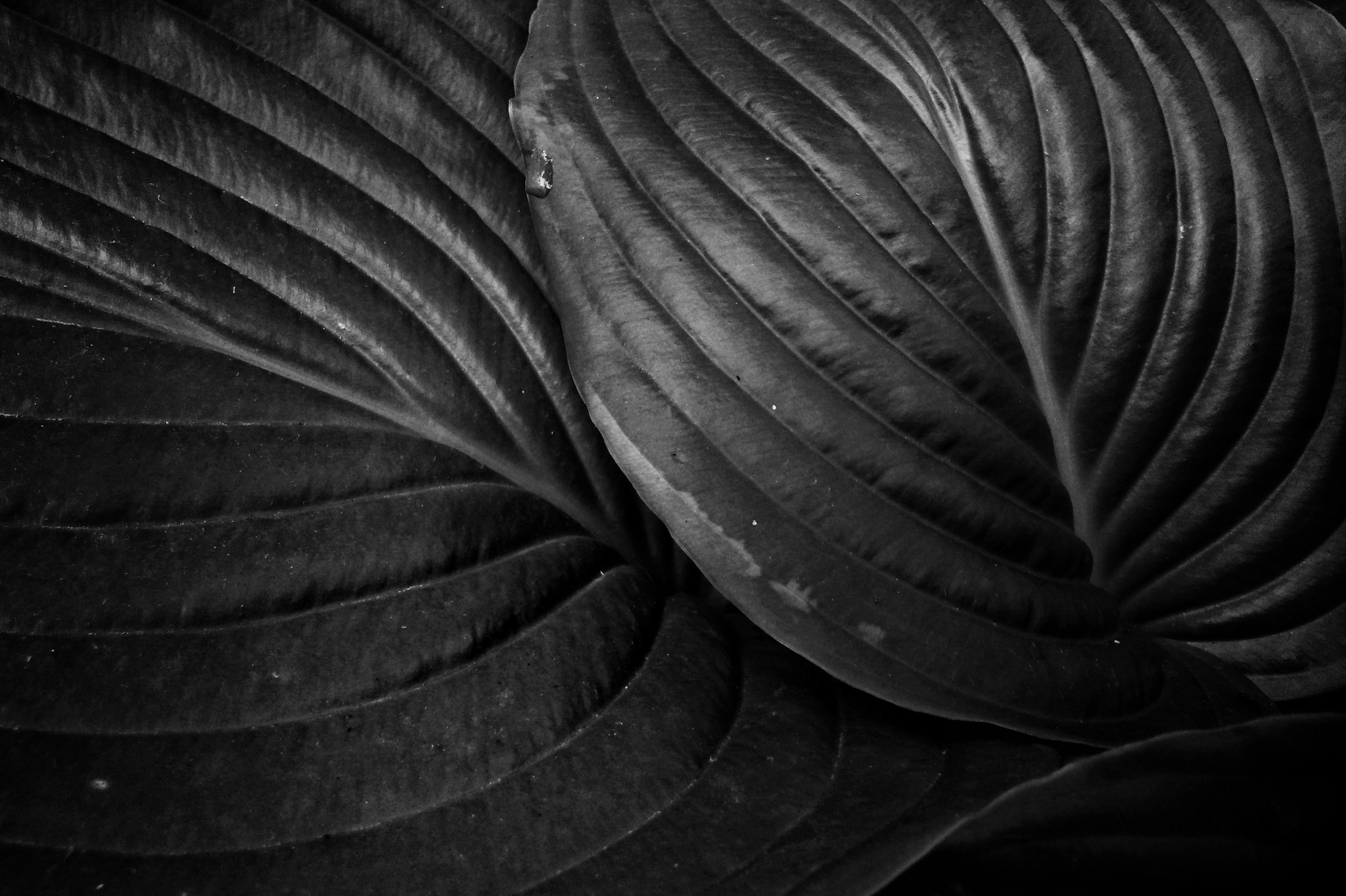 Samsung Galaxy S4 Active sample photo. Leaf photography