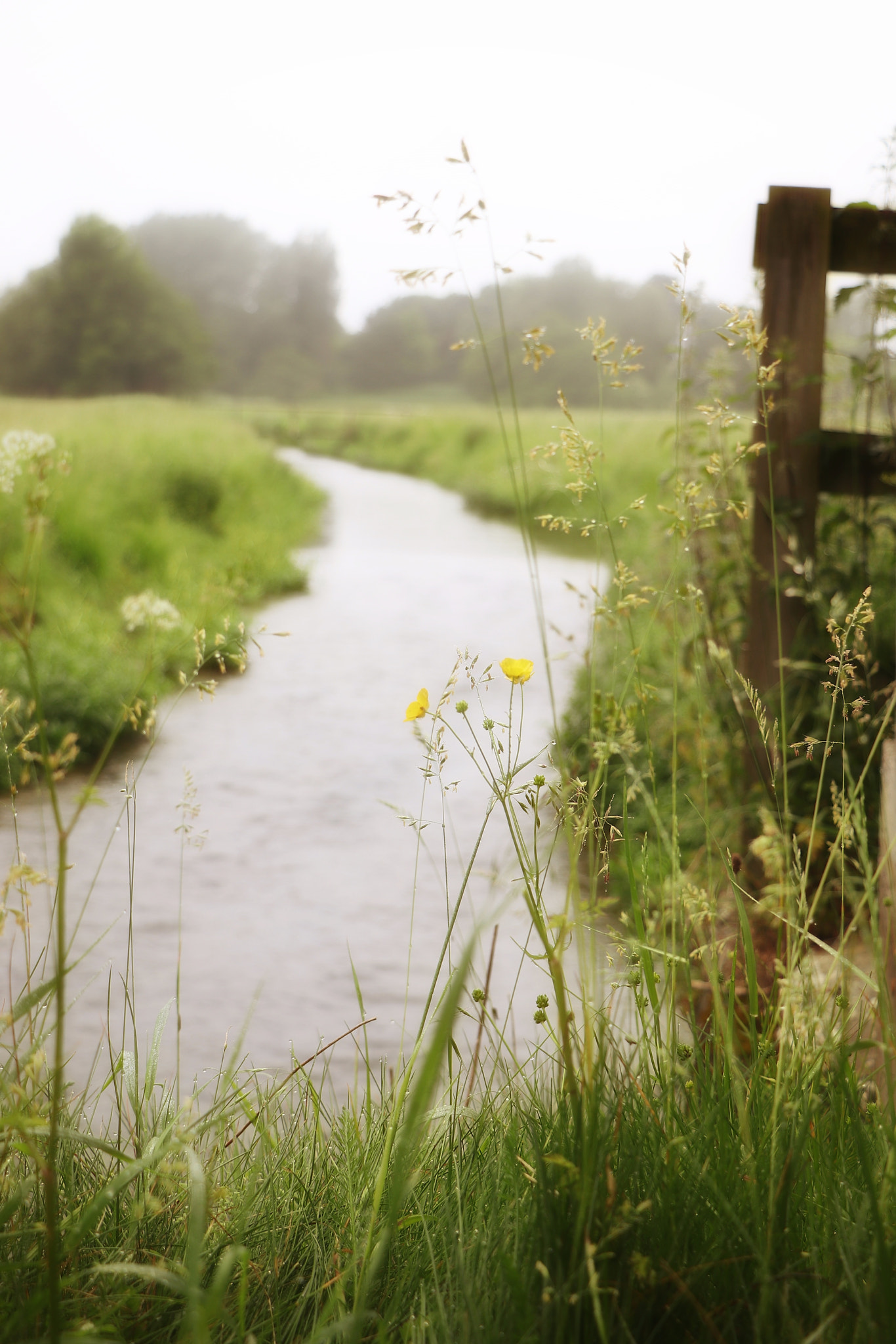 Canon EOS 800D (EOS Rebel T7i / EOS Kiss X9i) sample photo. Summer morning on the water meadows photography