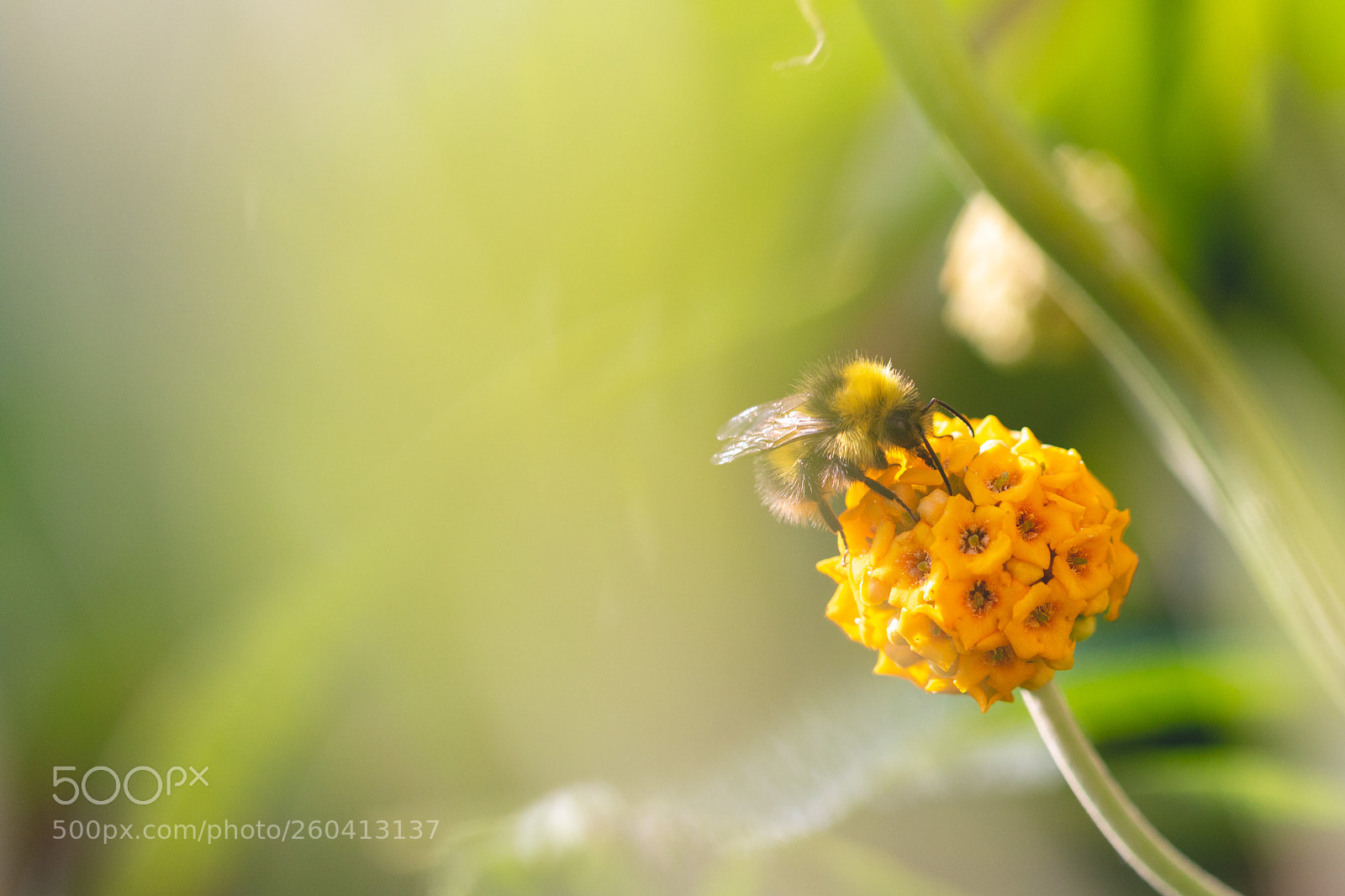 Canon EOS 70D sample photo. Buddleja bumblebee photography
