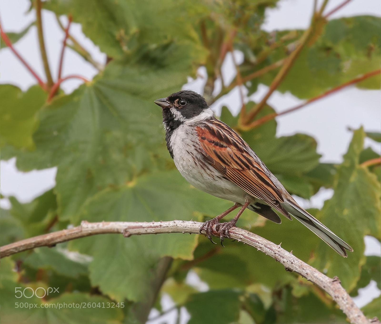 Canon EOS 7D Mark II sample photo. Reed bunting photography