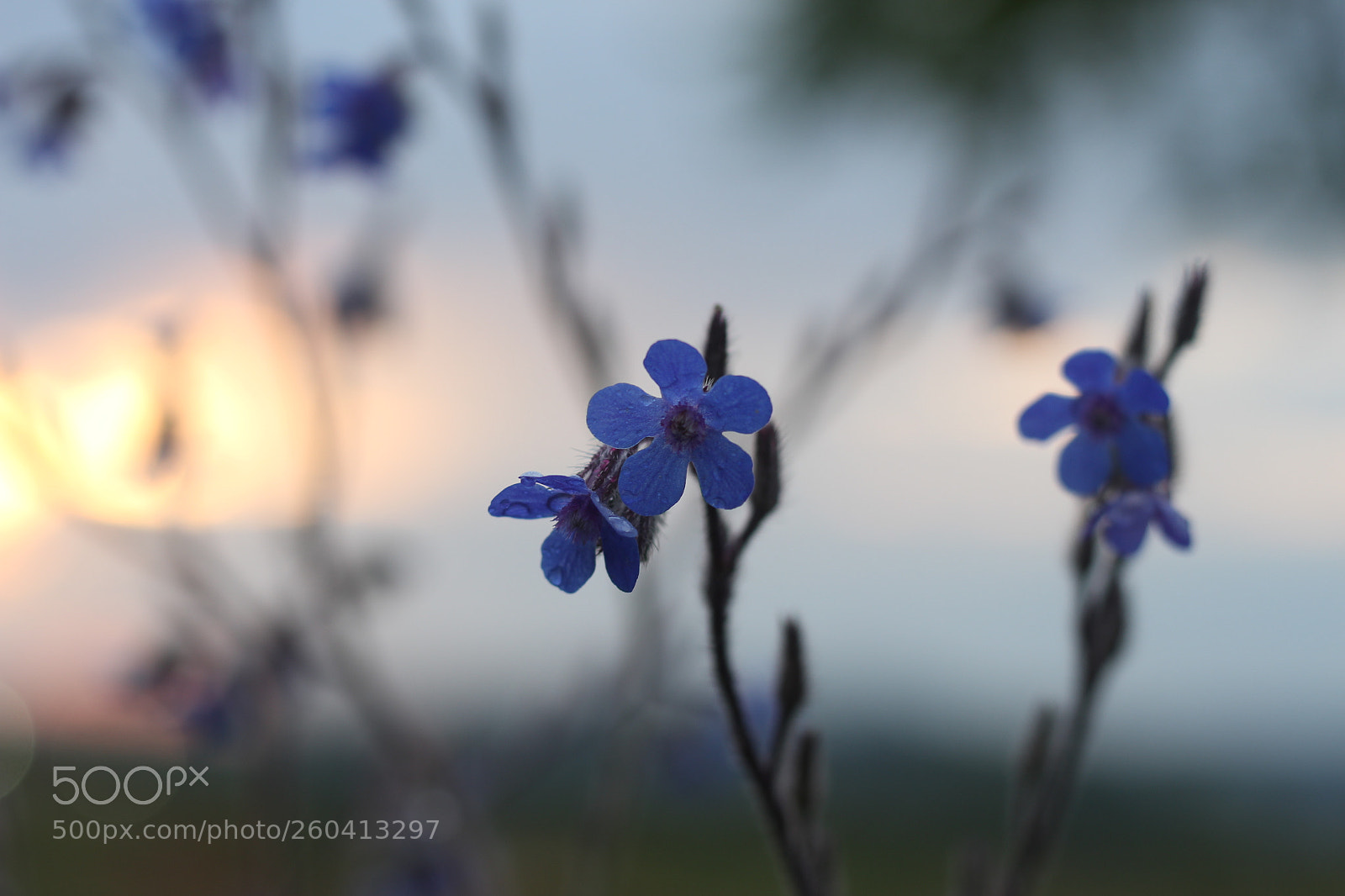 Canon EOS 700D (EOS Rebel T5i / EOS Kiss X7i) + Canon EF 50mm F1.8 STM sample photo. Untitled photography