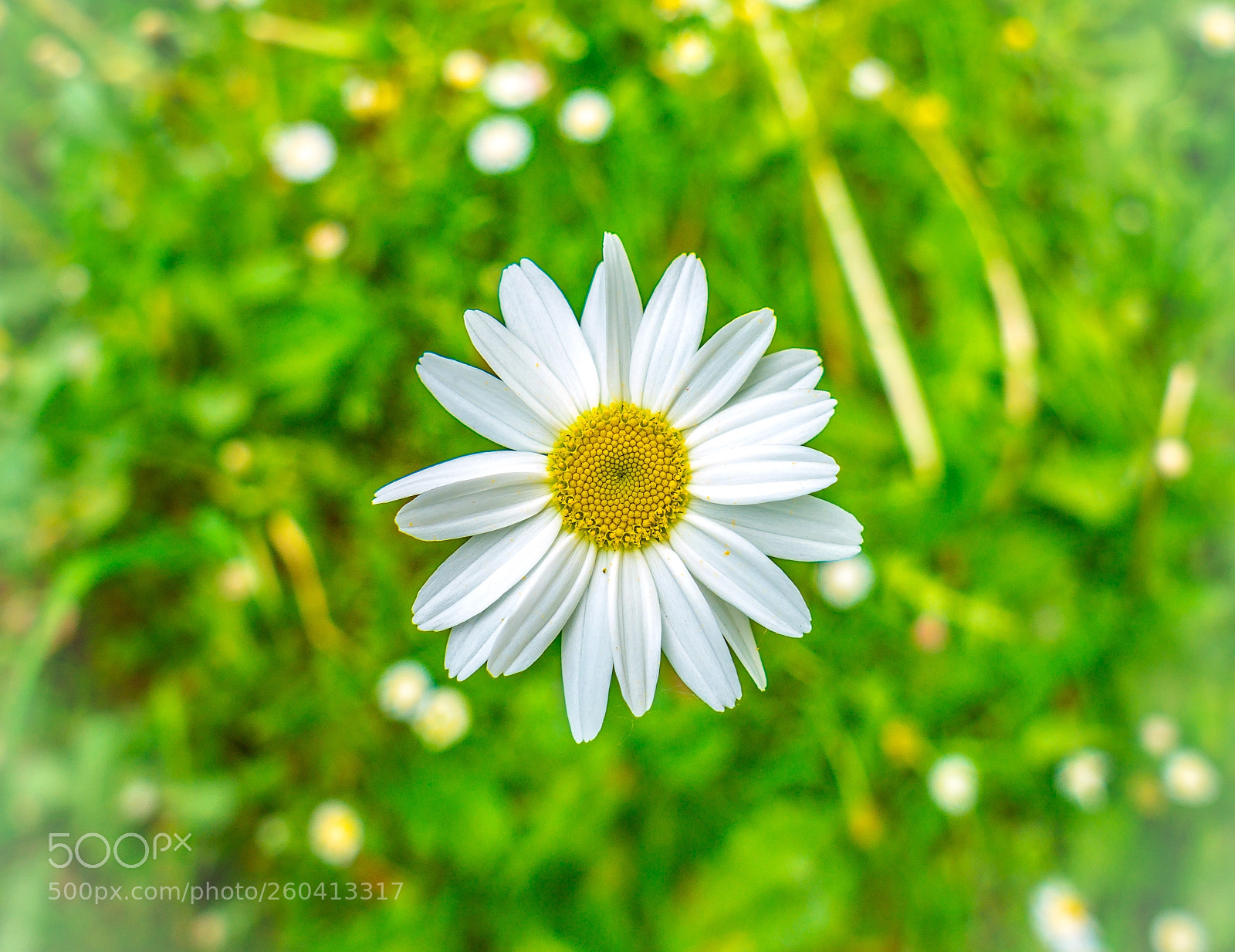 Panasonic Lumix DMC-GX85 (Lumix DMC-GX80 / Lumix DMC-GX7 Mark II) sample photo. Daisy photography