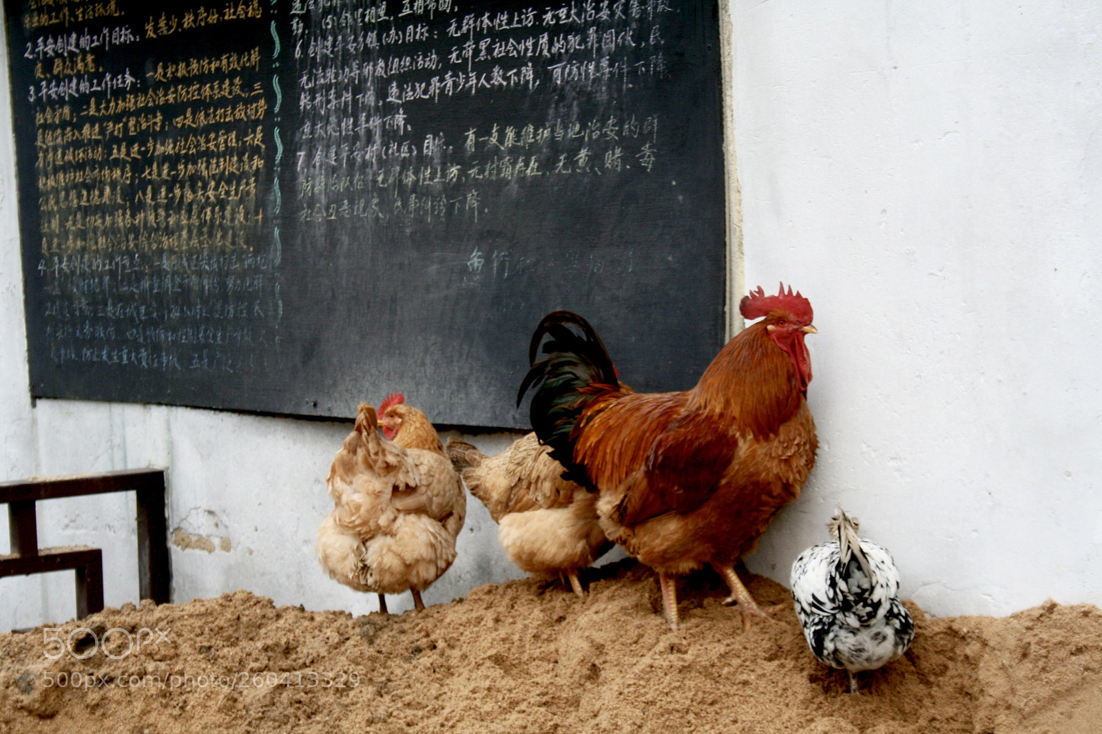 Canon EOS 350D (EOS Digital Rebel XT / EOS Kiss Digital N) sample photo. Chinese chickens photography