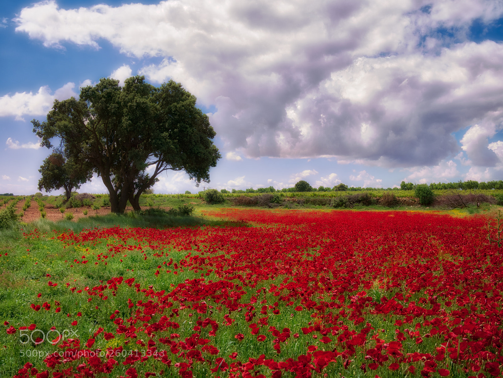 Panasonic Lumix DMC-GX85 (Lumix DMC-GX80 / Lumix DMC-GX7 Mark II) sample photo. Amapolas photography
