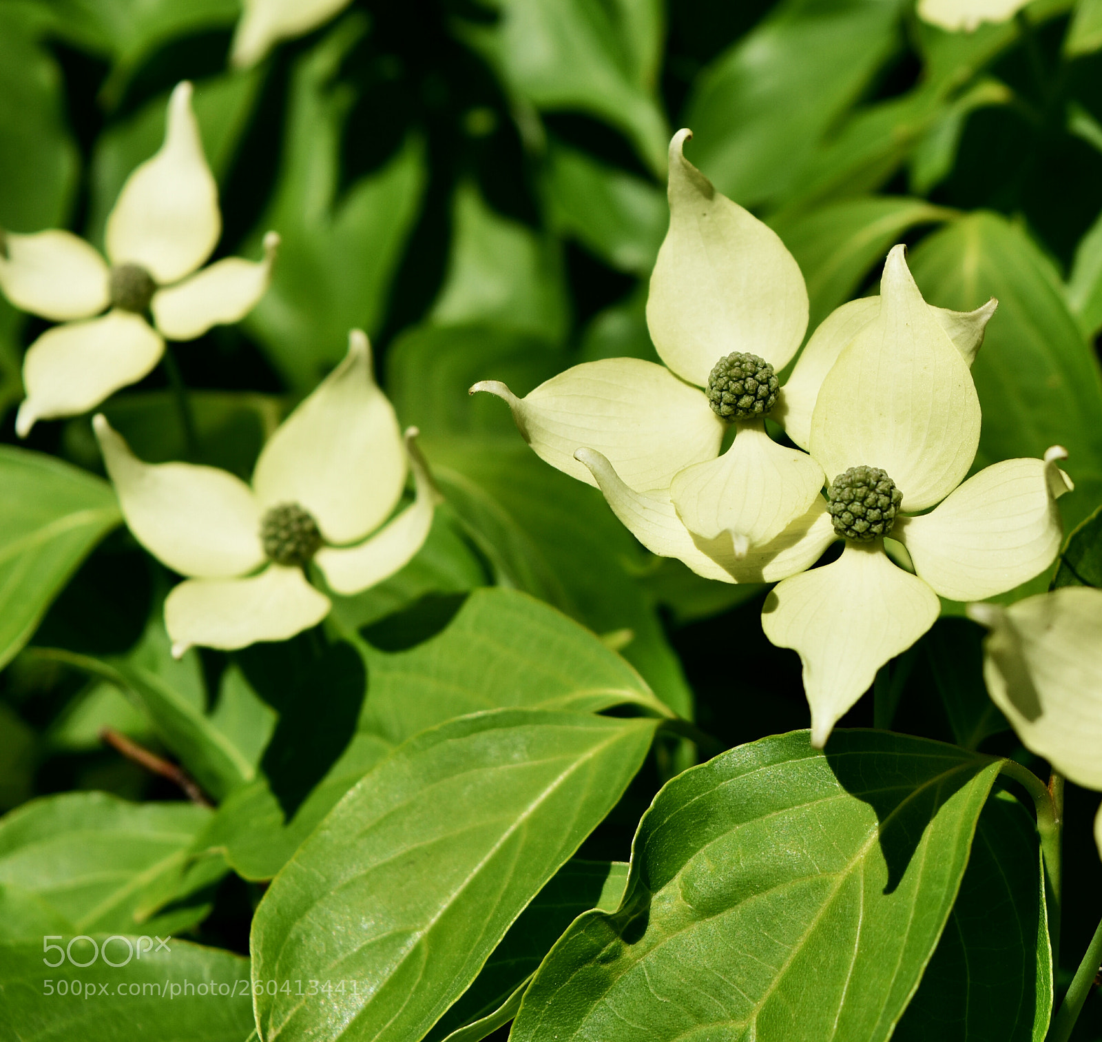 Nikon D5500 sample photo. Hidden lake gardens, michigan photography