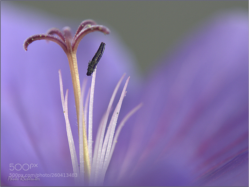 Canon EOS 1000D (EOS Digital Rebel XS / EOS Kiss F) sample photo. Geranium details photography