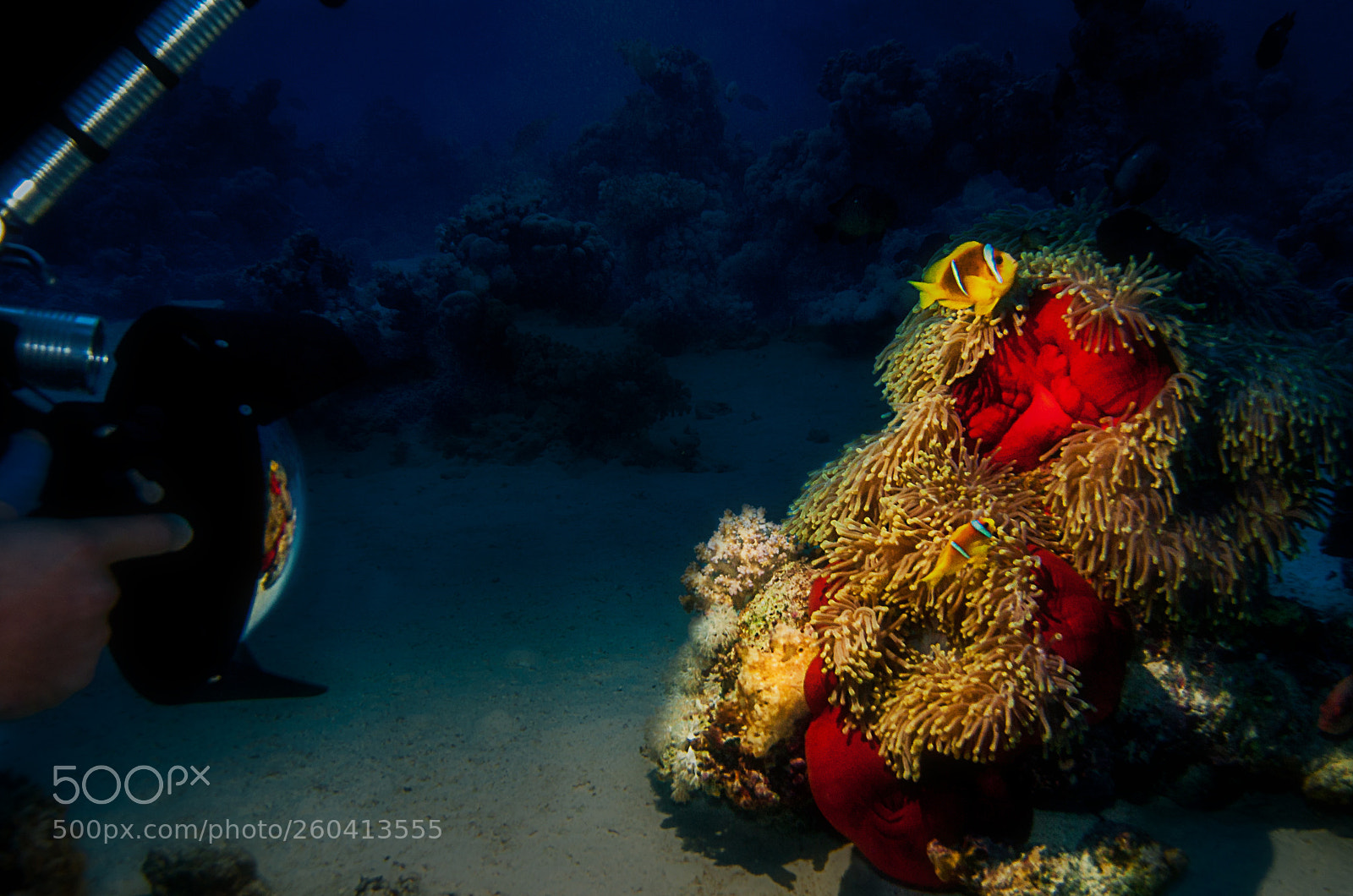 Canon EOS 30D sample photo. Underwater photography photography