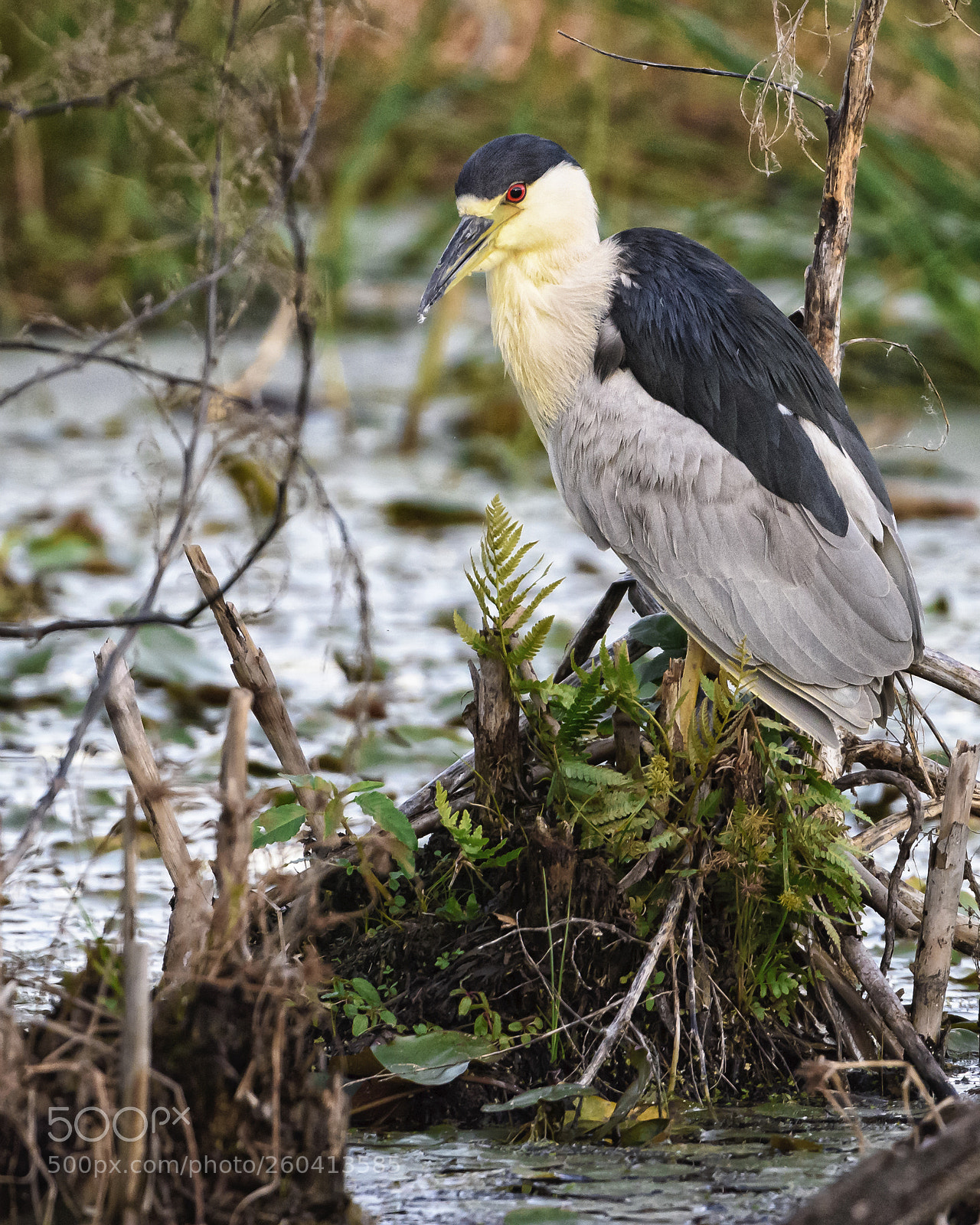 Nikon D810 sample photo. Black-crowned night heron photography